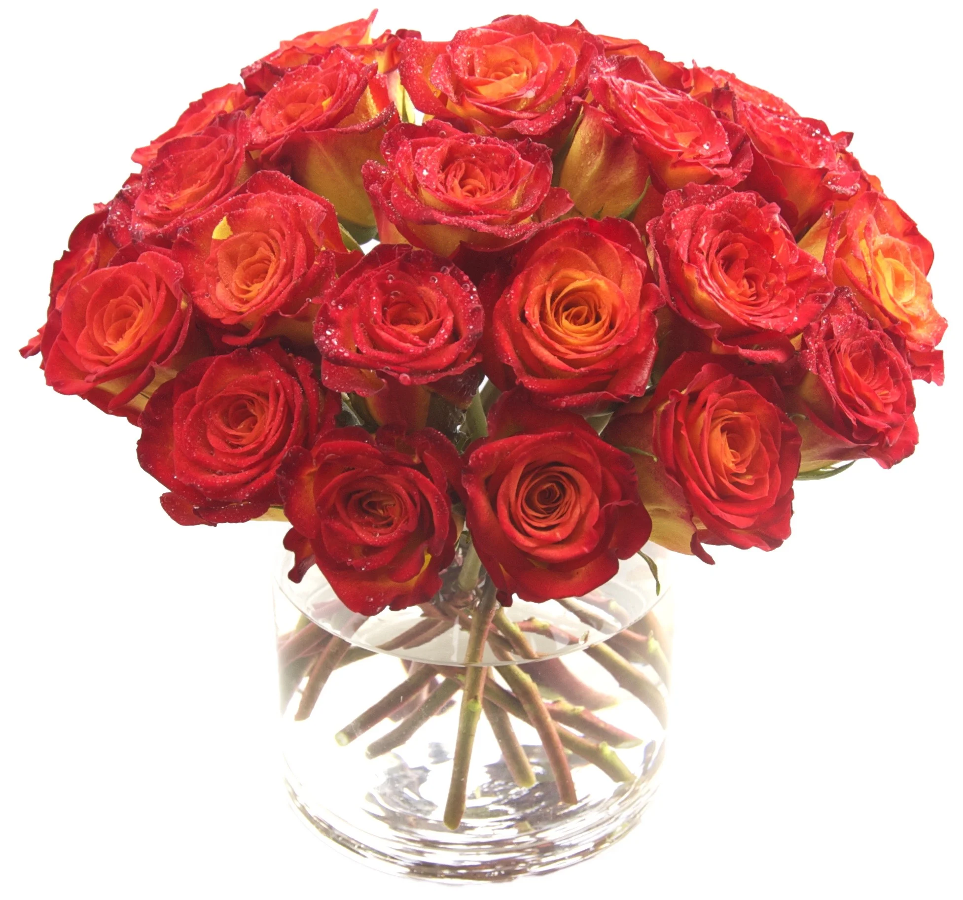 Neon Orange Roses