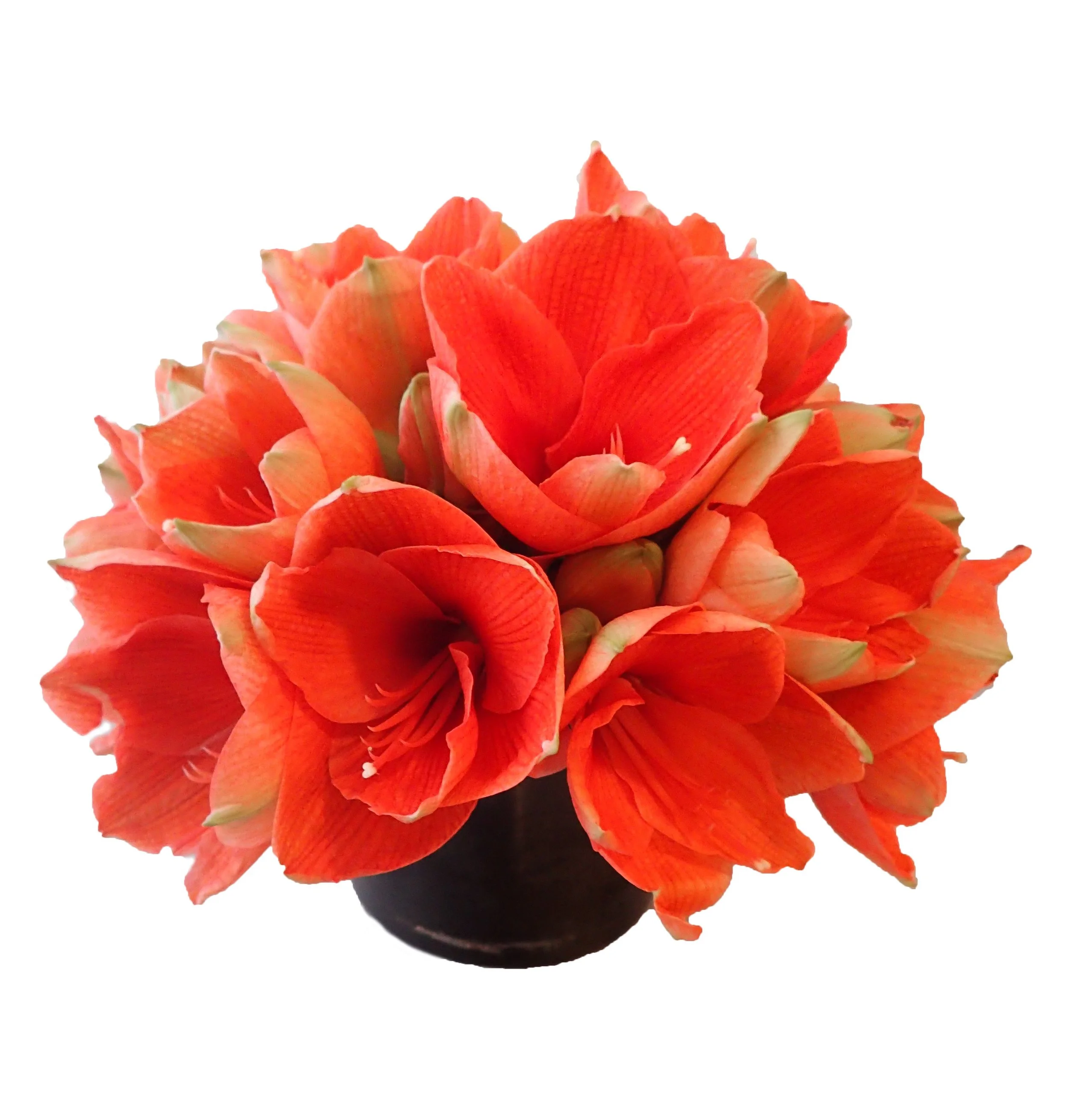 Orange Amaryllis