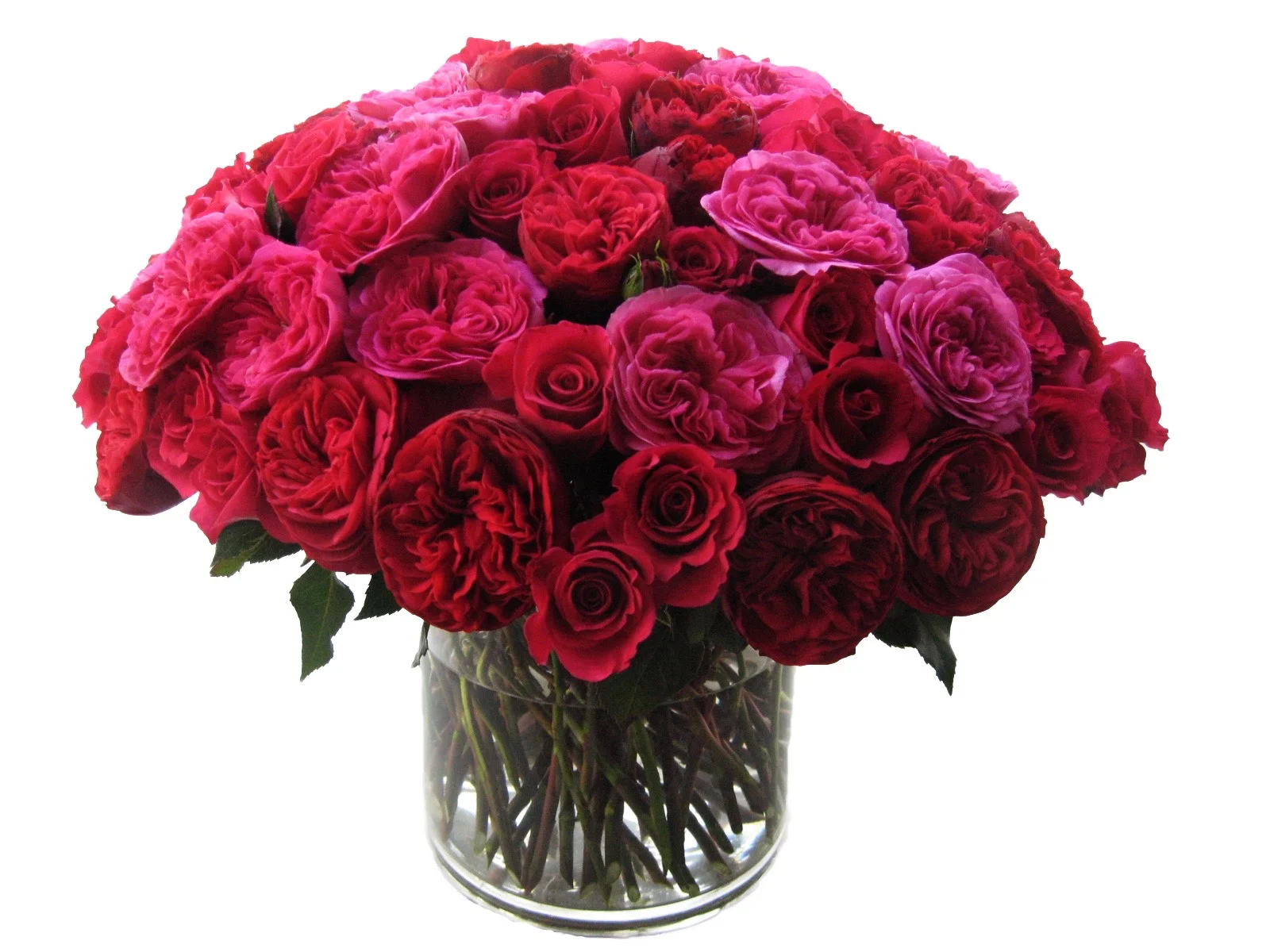 Romantic Rose Comp