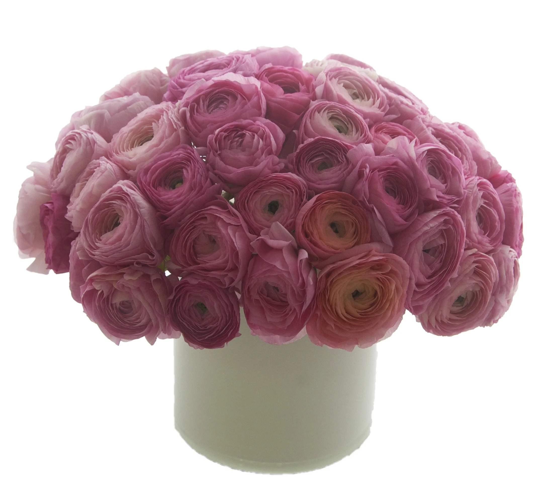 Pink Ranunculus