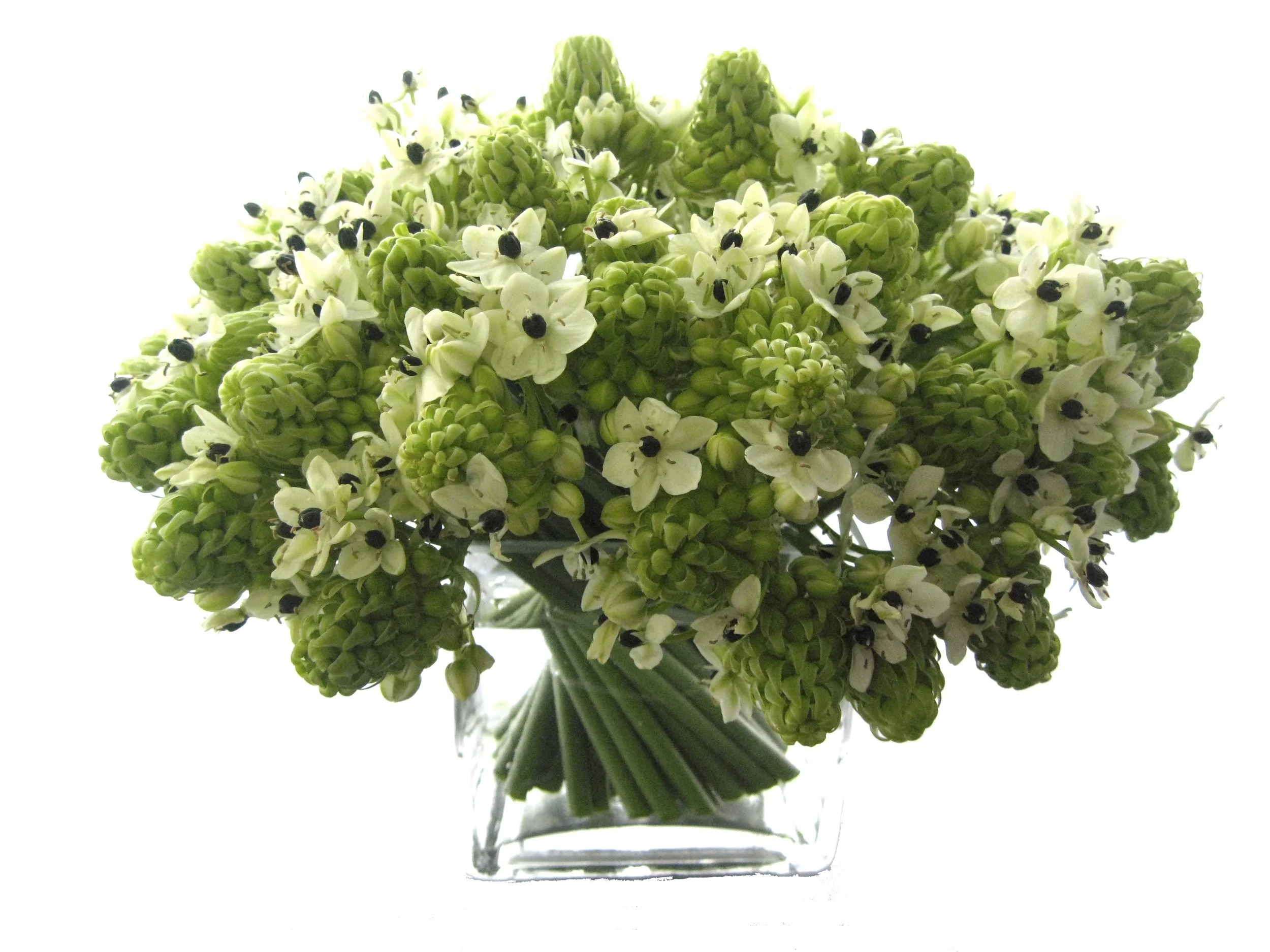 Arabicum from $175