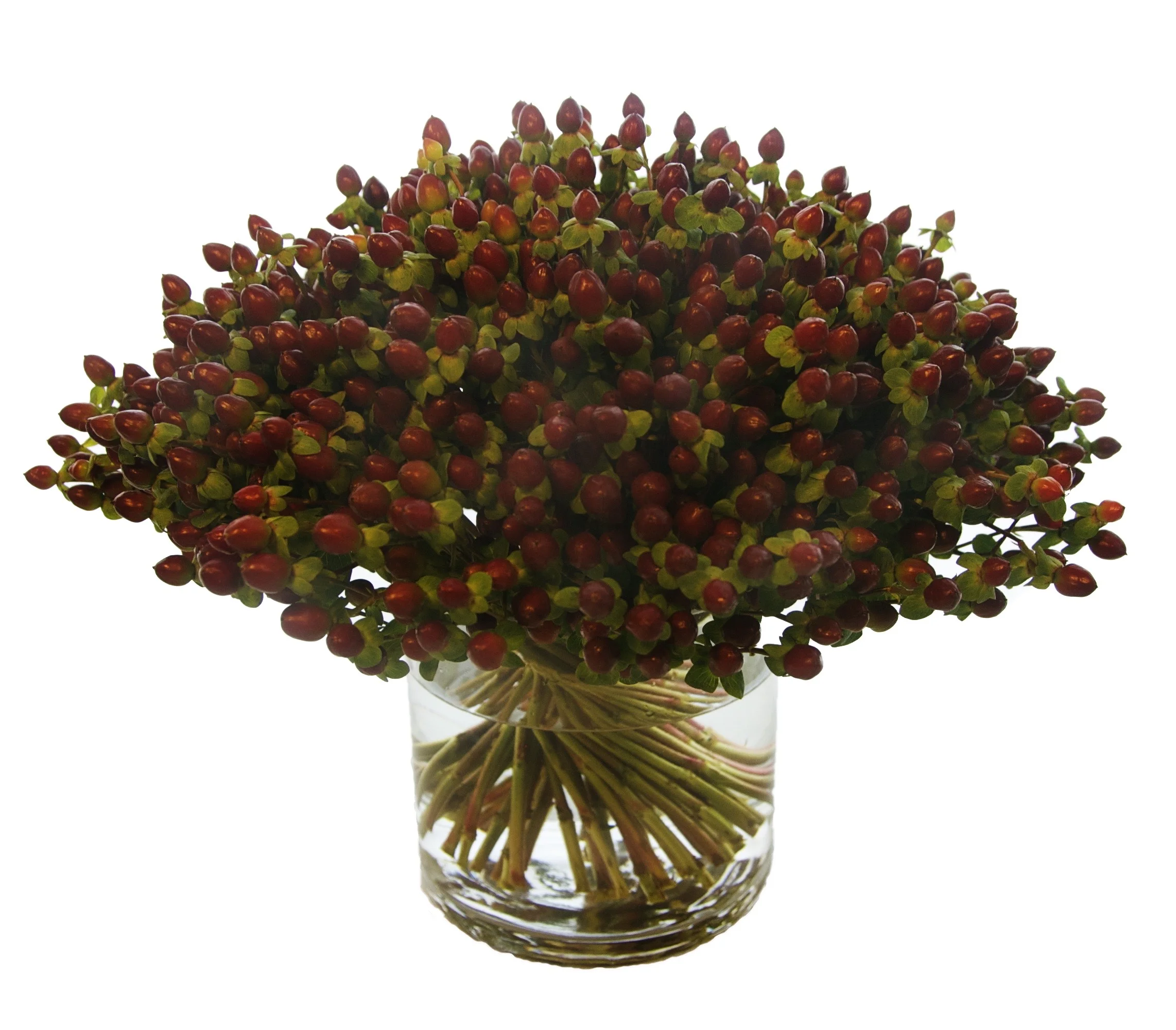 Hybericum Berries