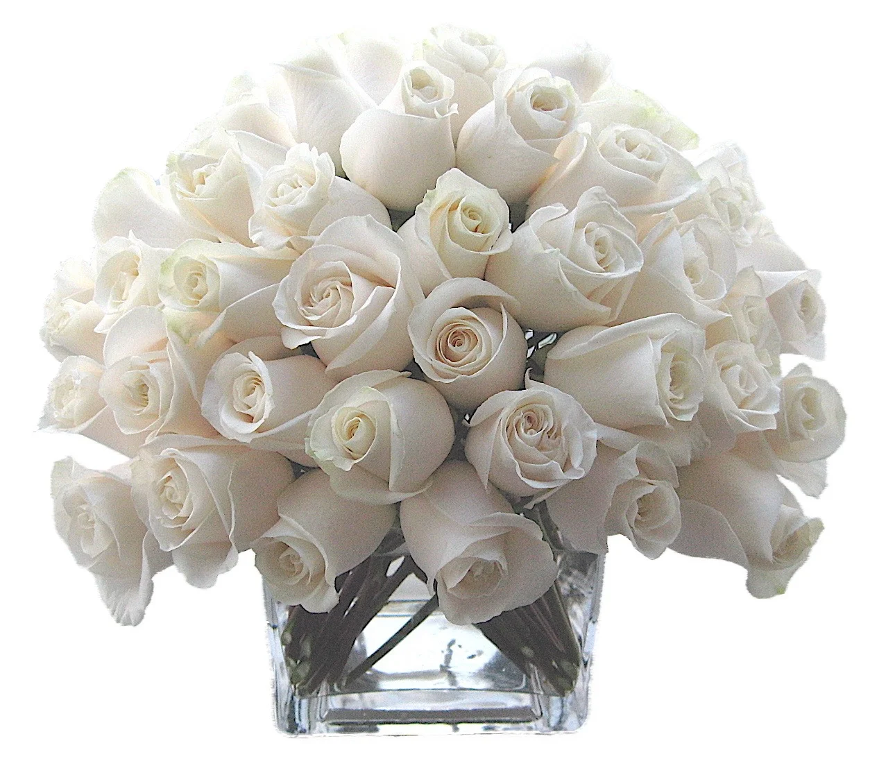White Roses