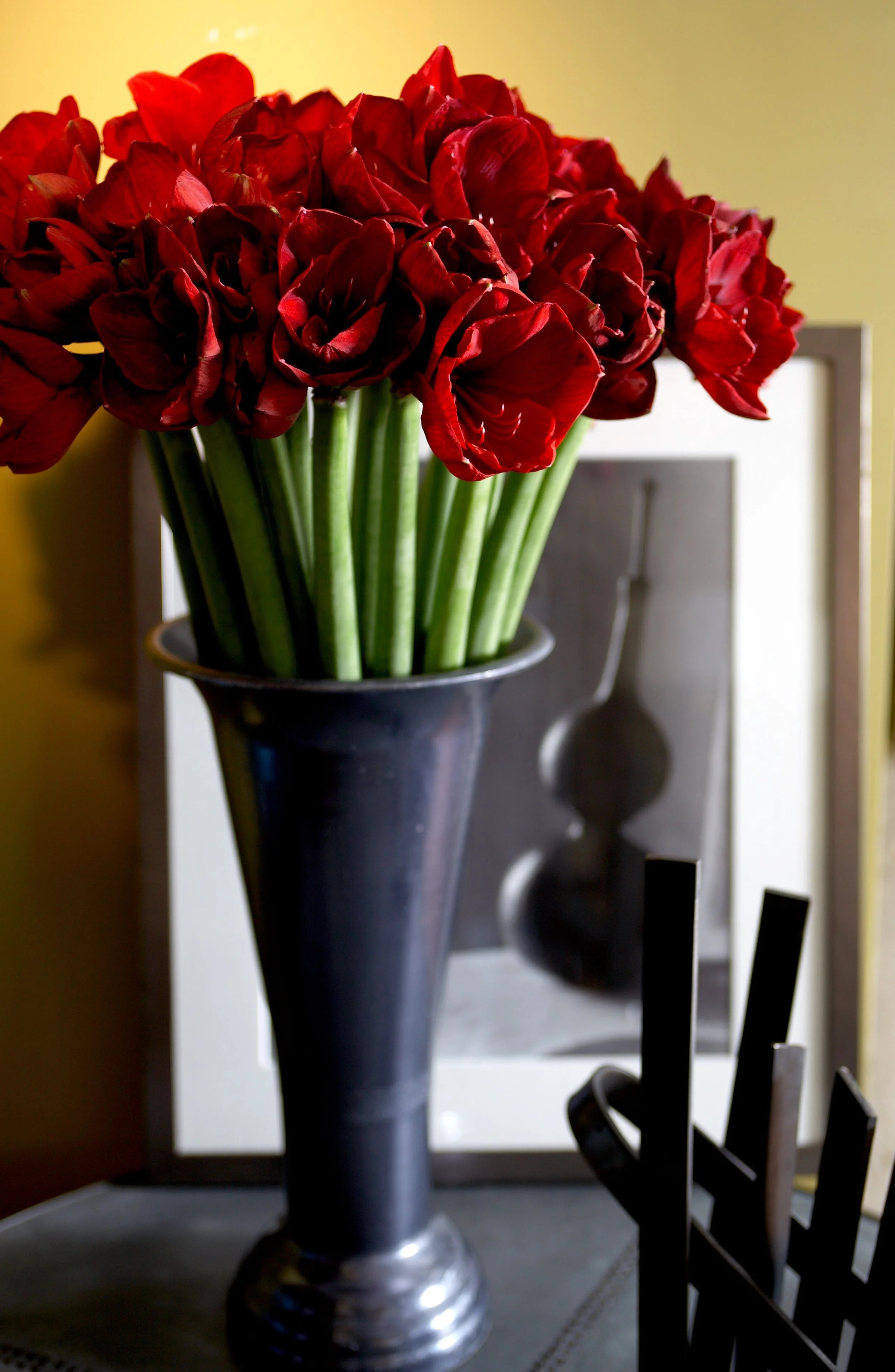 red amaryllis copy.jpg