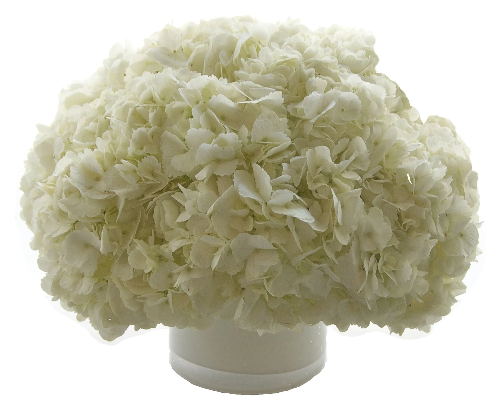 White Hydrangea from $100