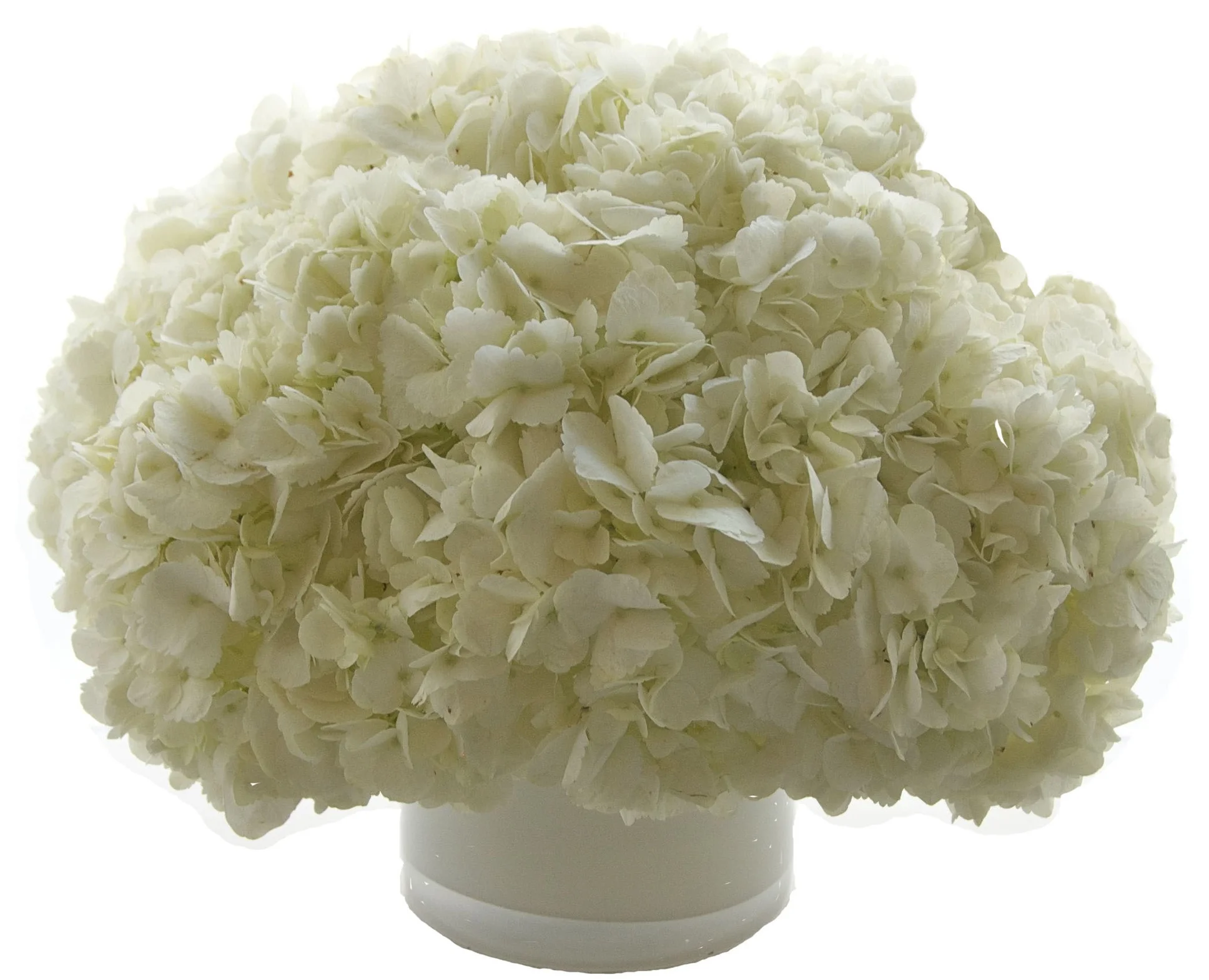 White Hydrangea