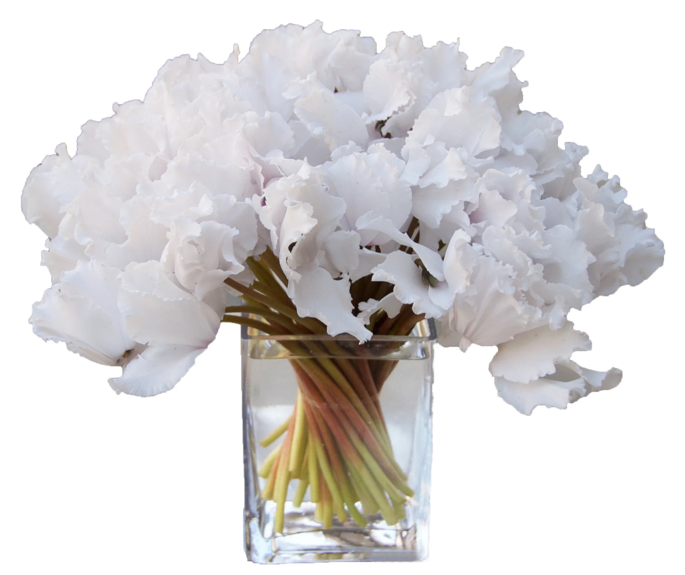 White Cyclamen