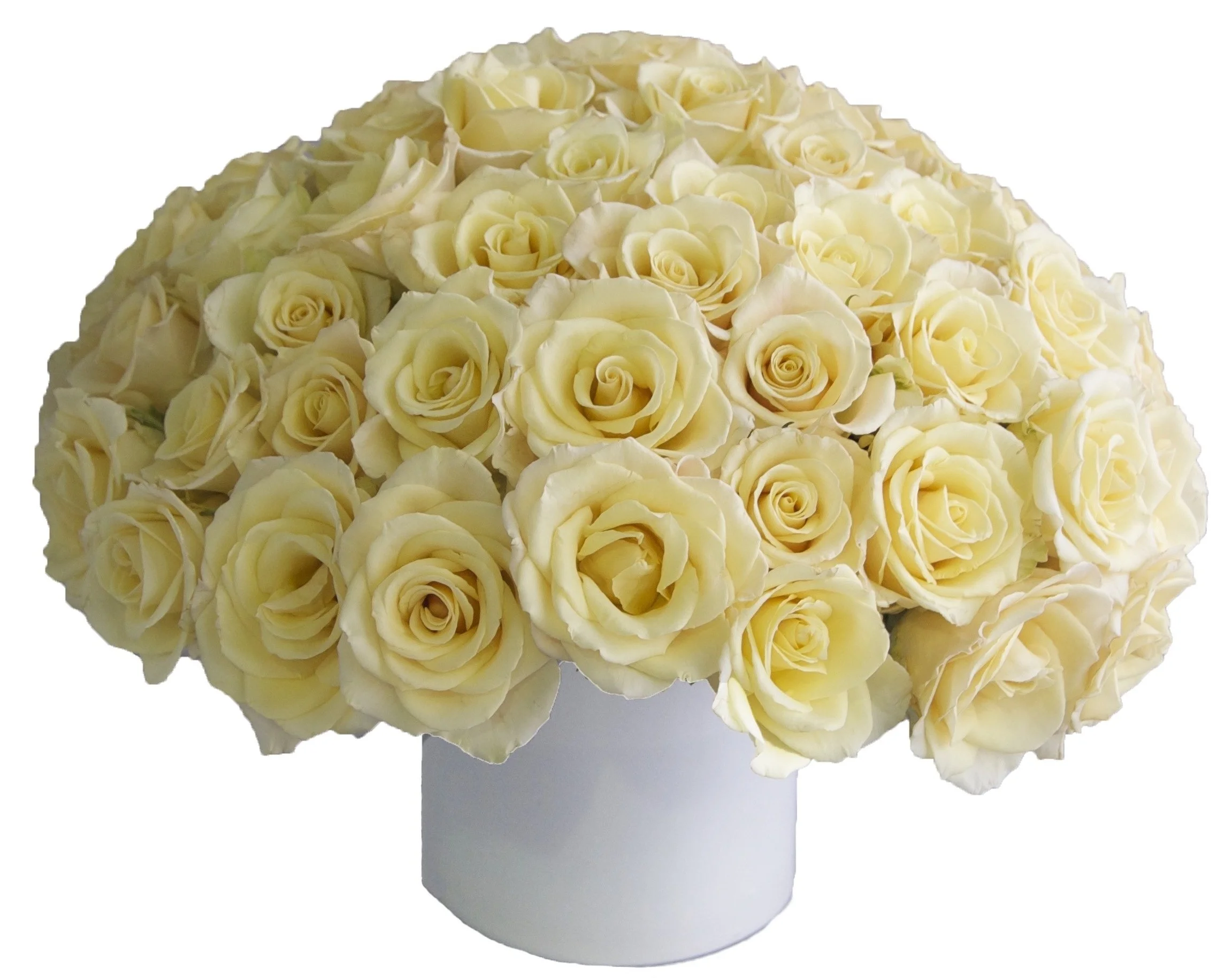 Creme Roses