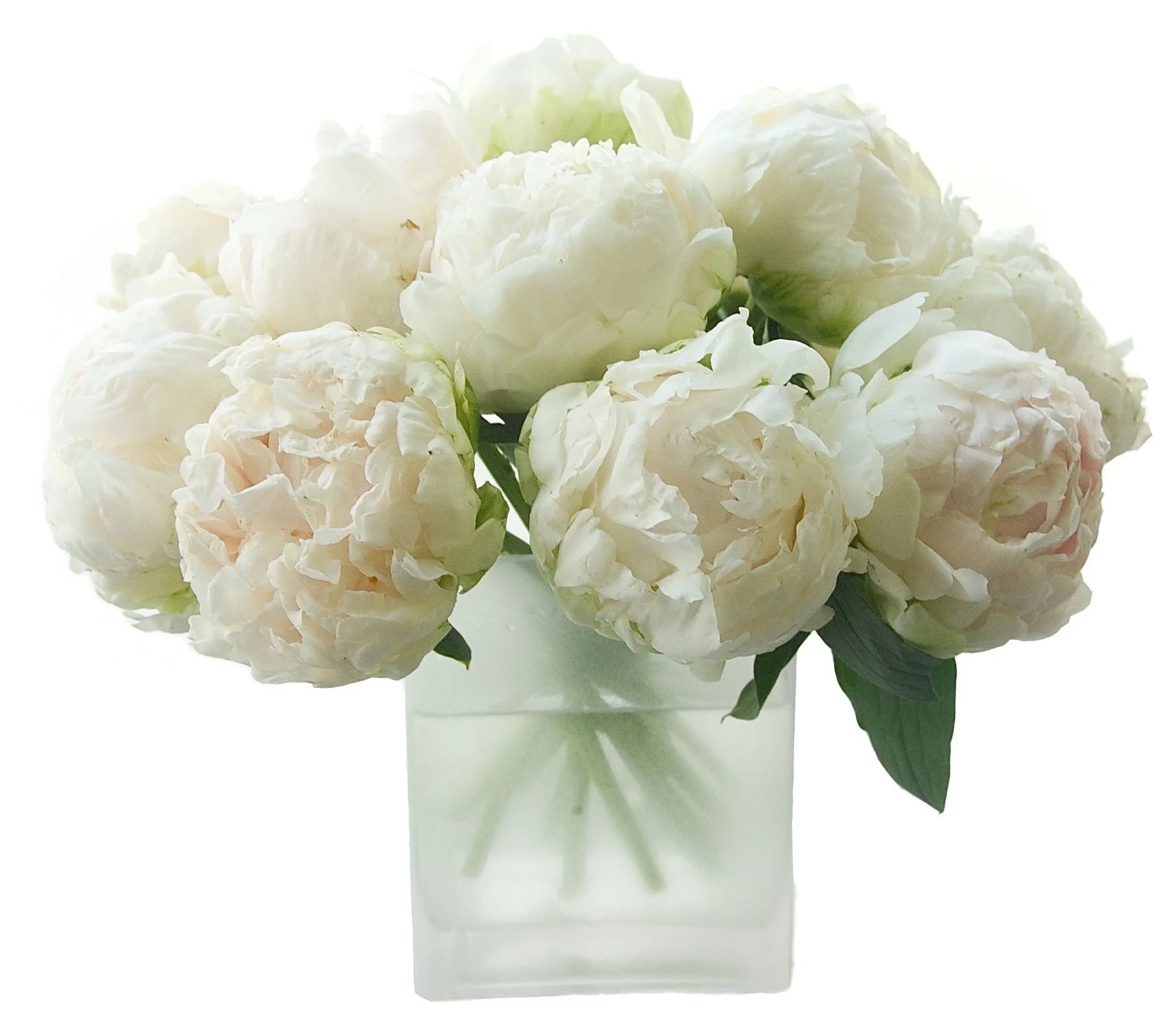 White Peonies