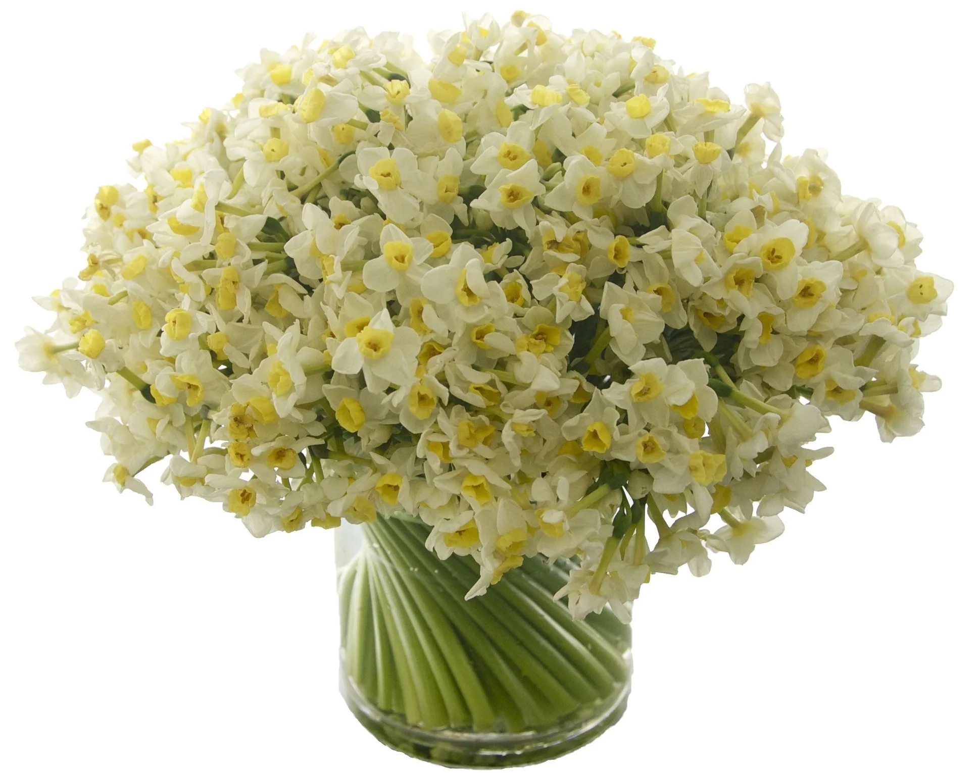 Jonquils