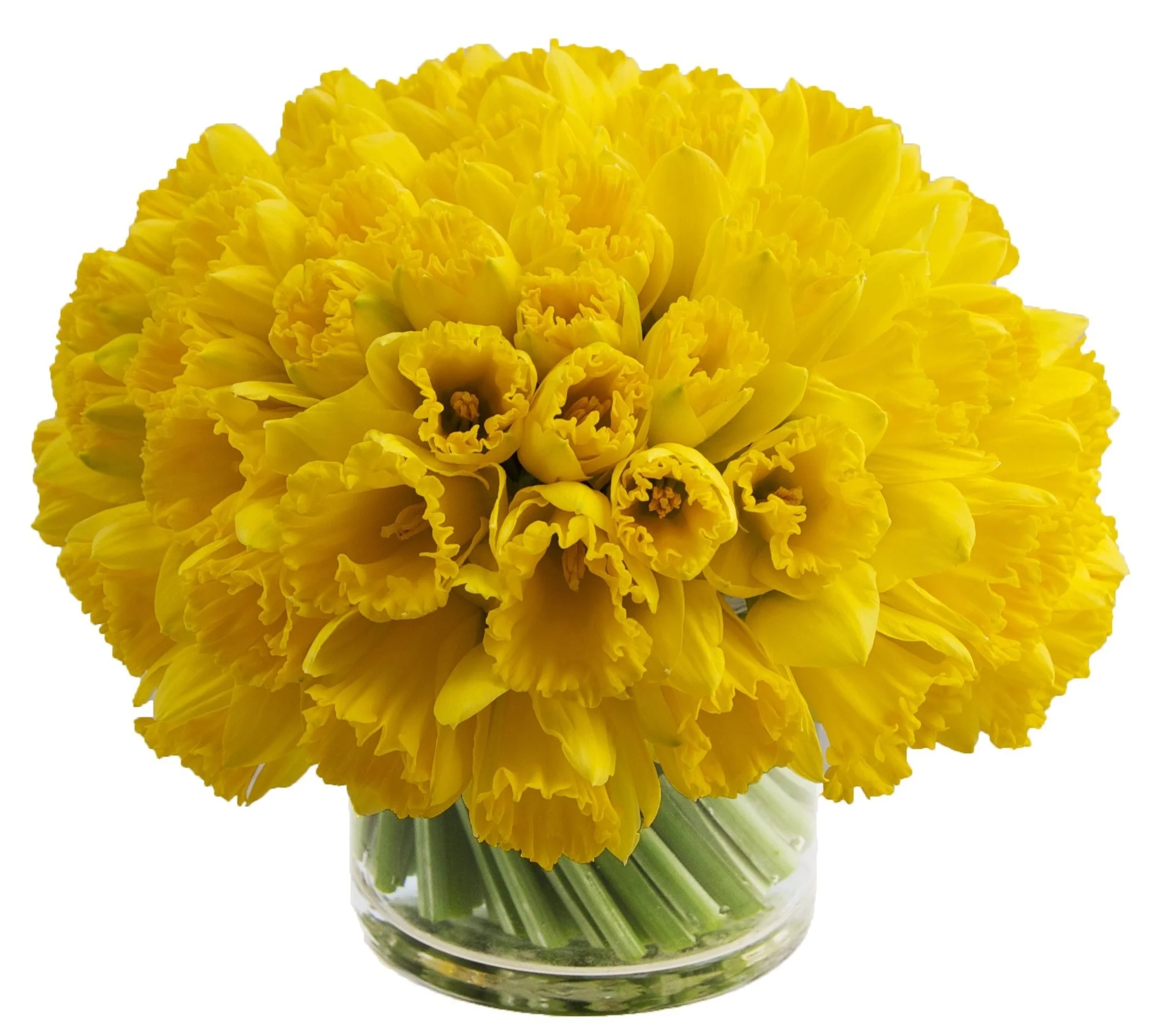 Daffodils