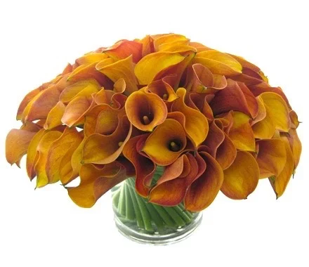 Orange Callas