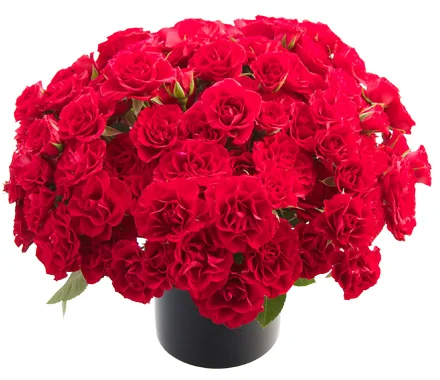 Prima Donna Roses