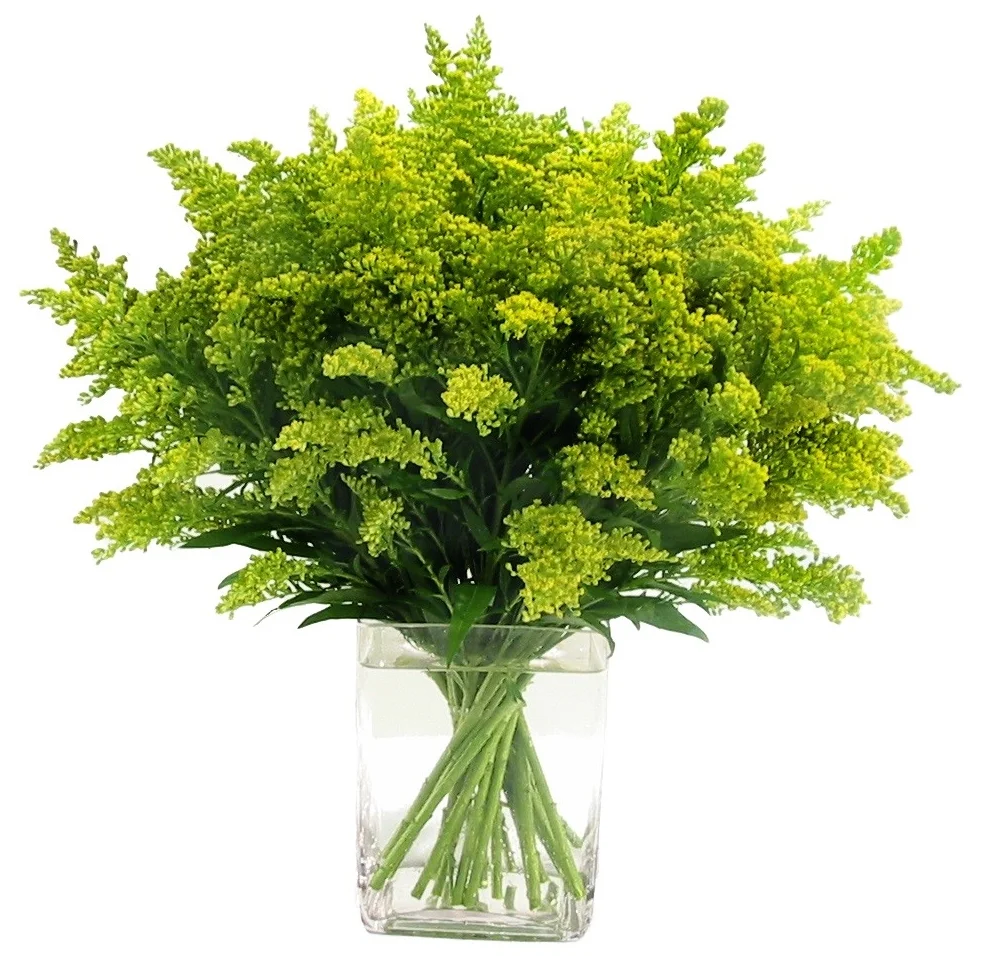 Solidago