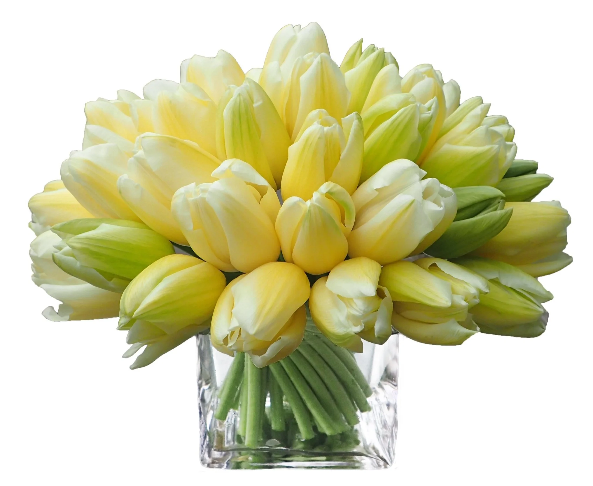 CoupeTulips copy.jpg