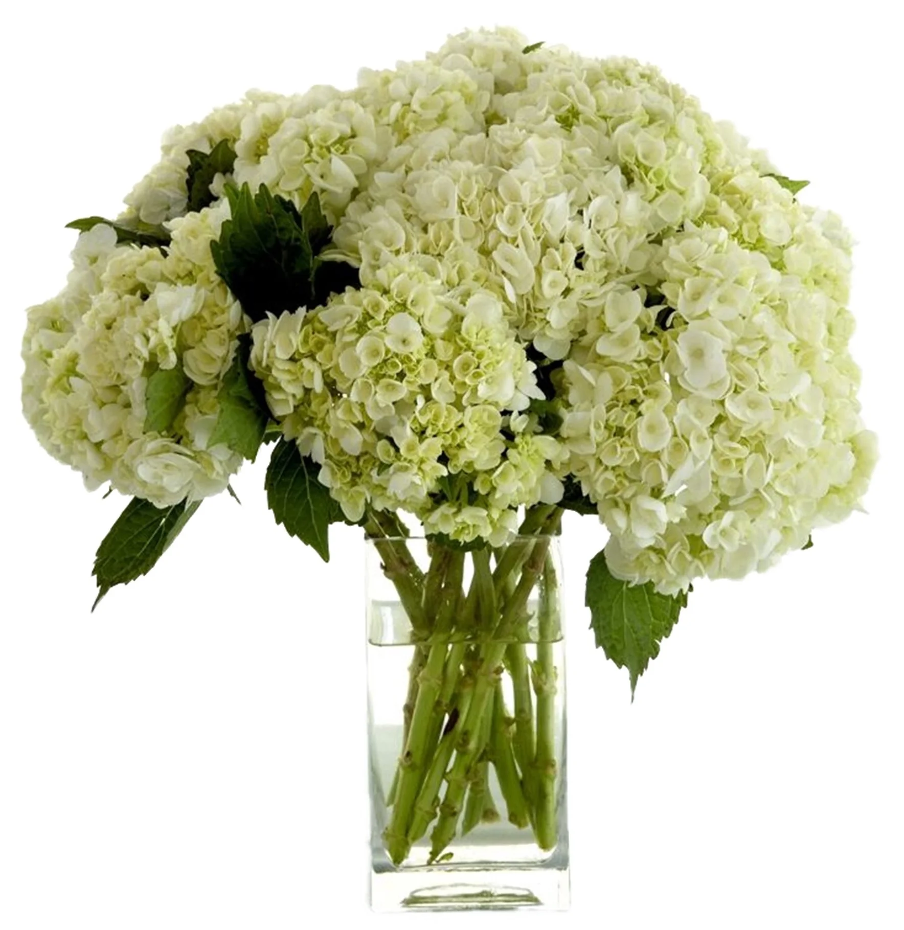 Tall Hydrangeas
