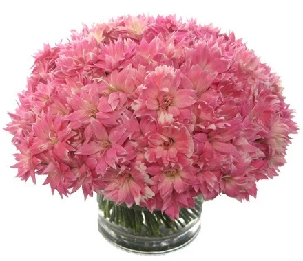 Dianthus
