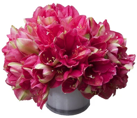 Hot Pink Amaryllis