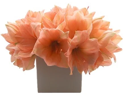 Pale Orange Amaryllis