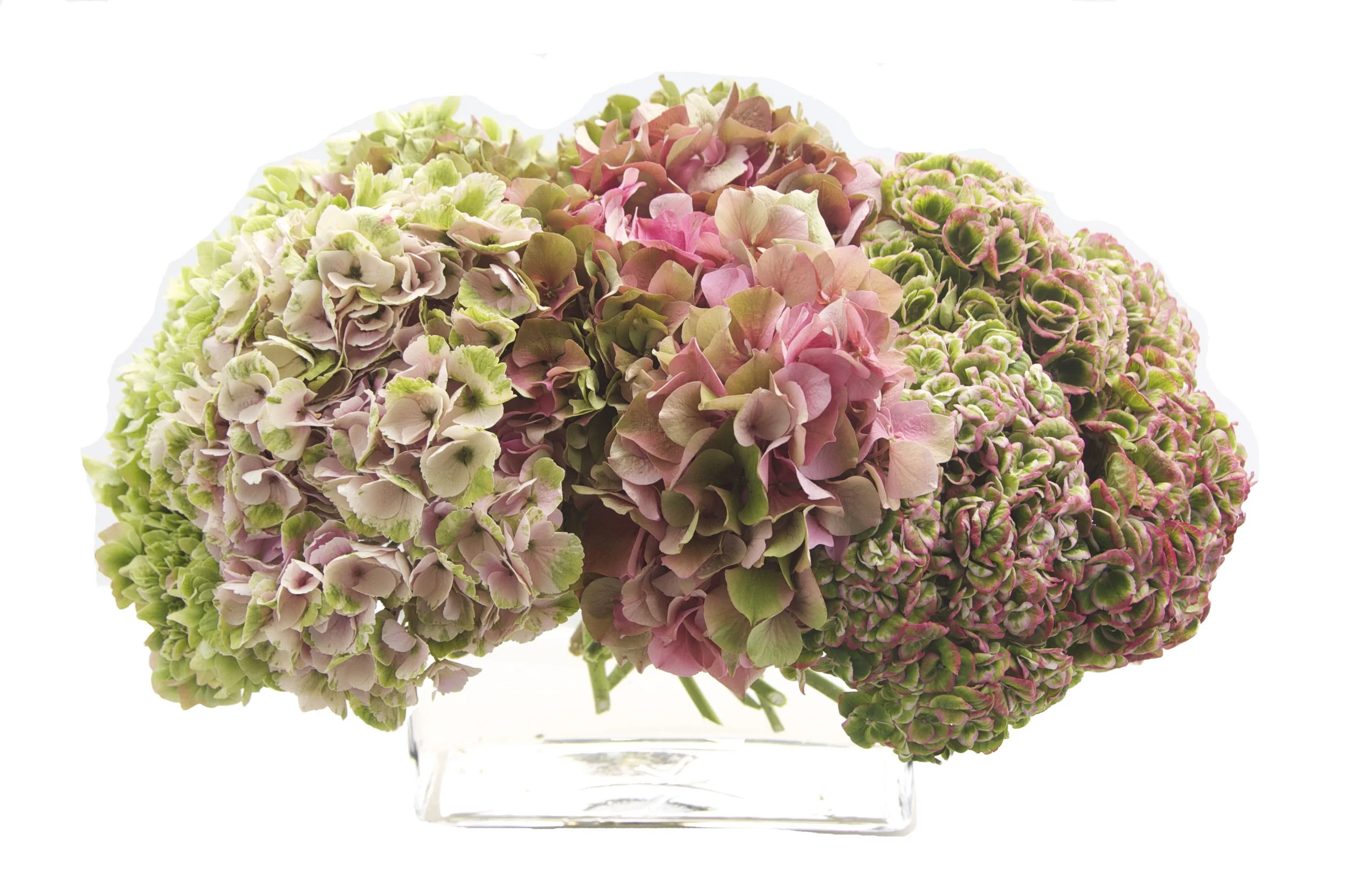 pink and green hydrangea copy.jpg