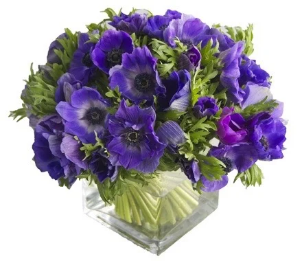 Blue Anemones