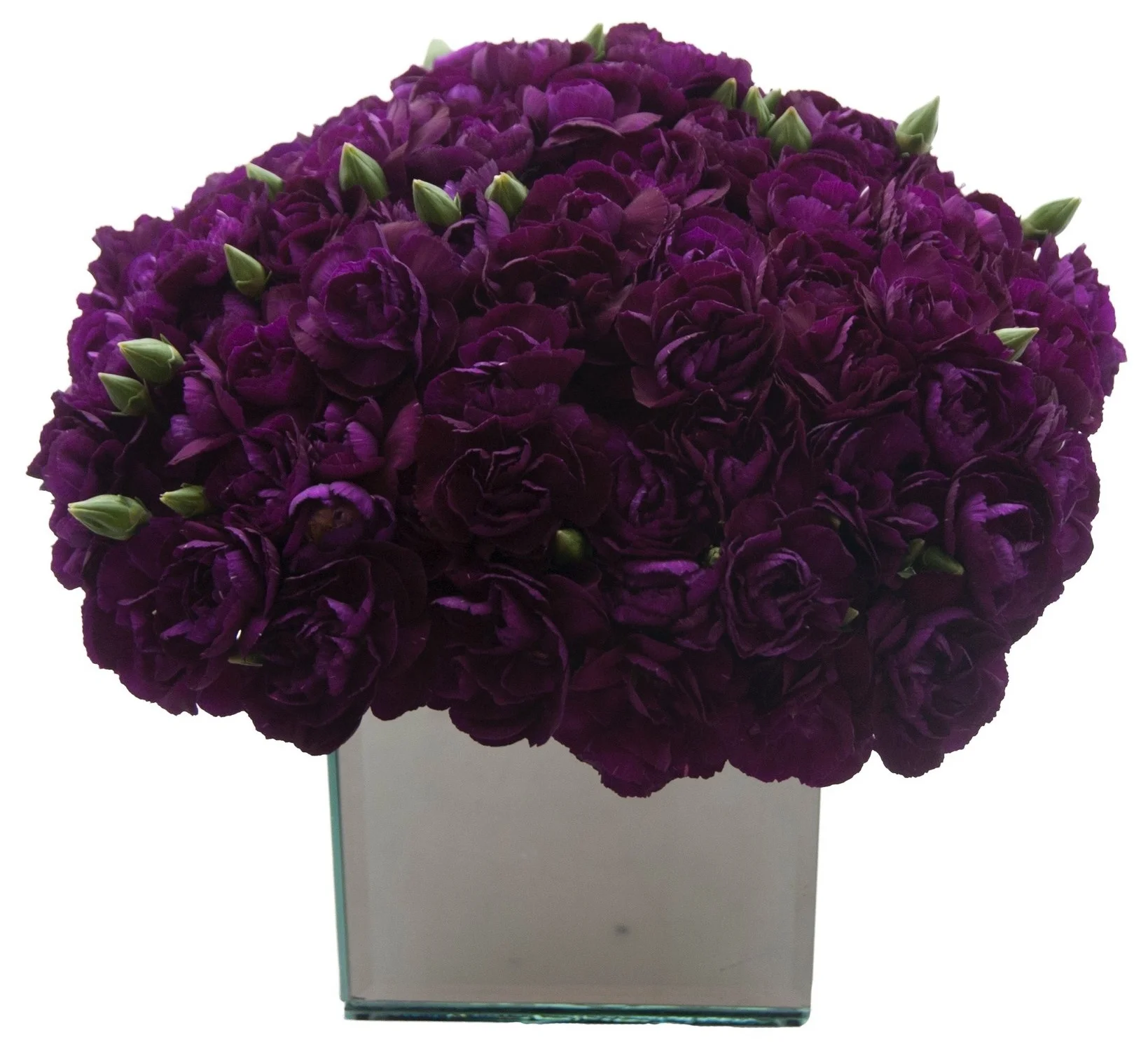 Purple Spray Carnations