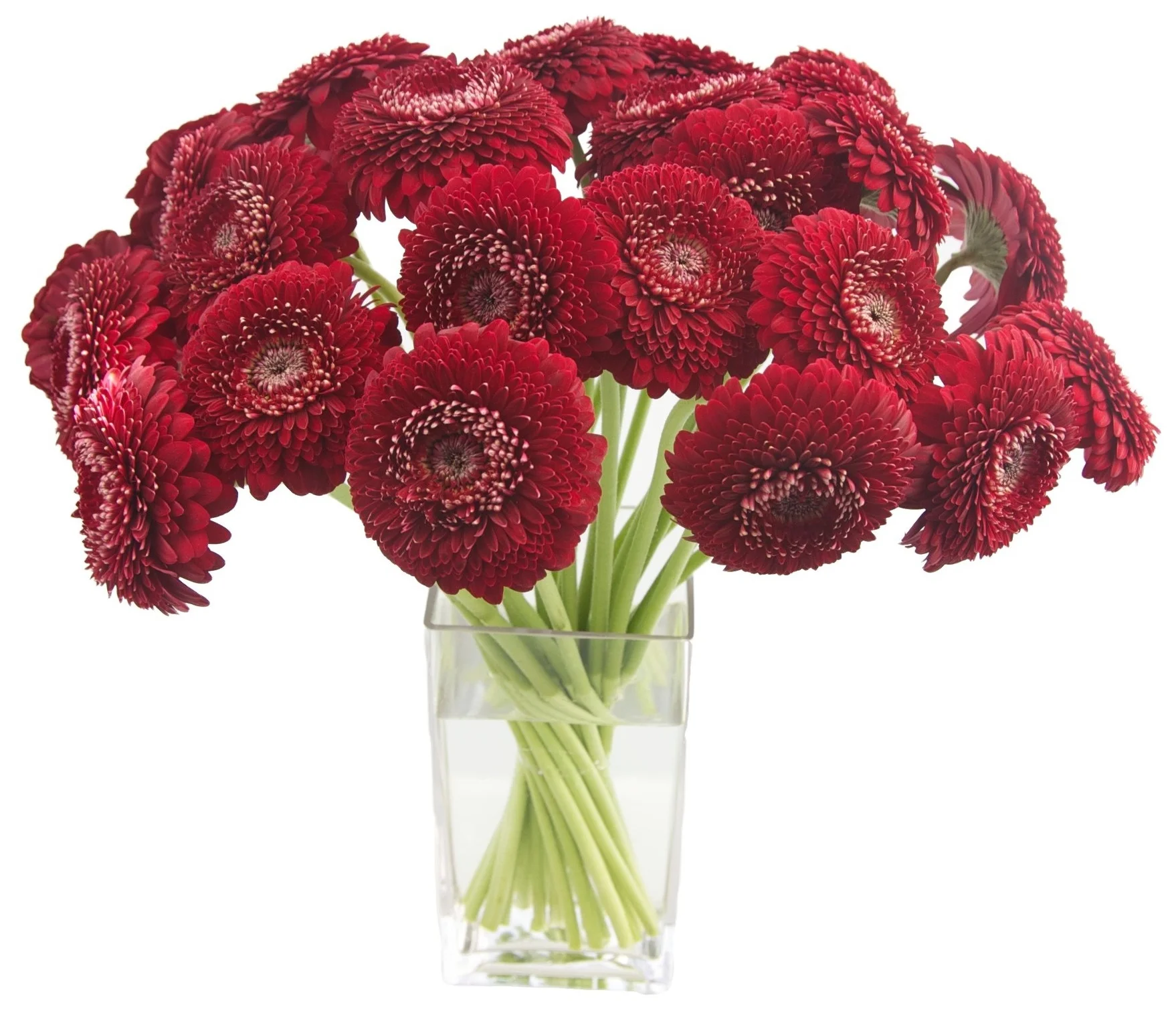 Red Gerbera