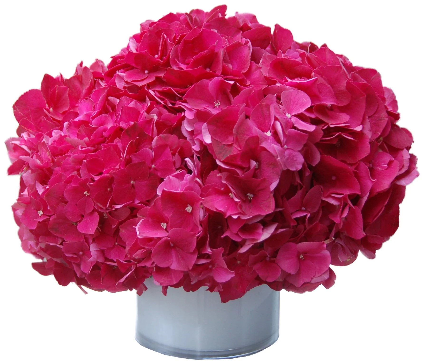 Hot Pink Hydrangea