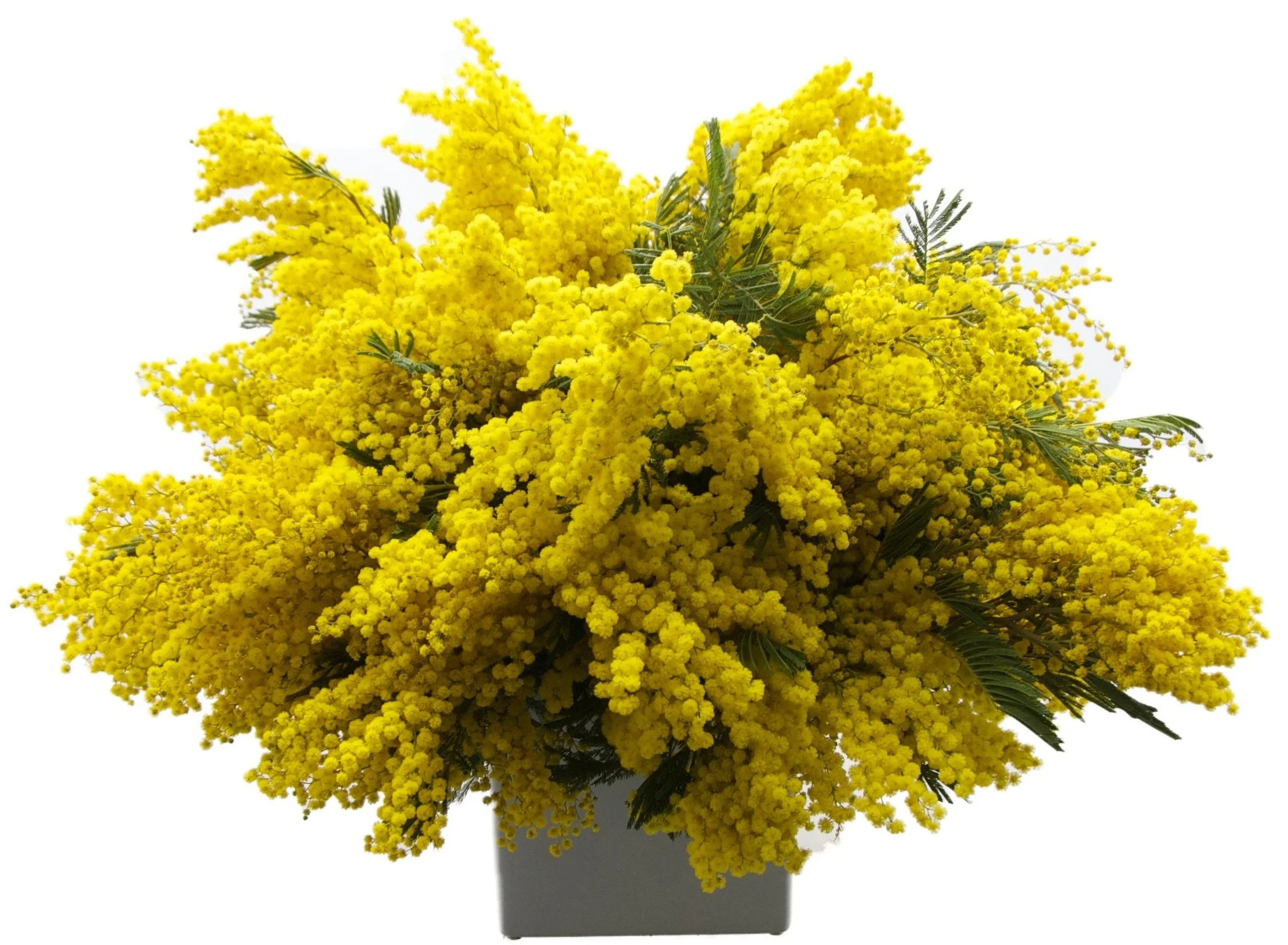 Mimosa
