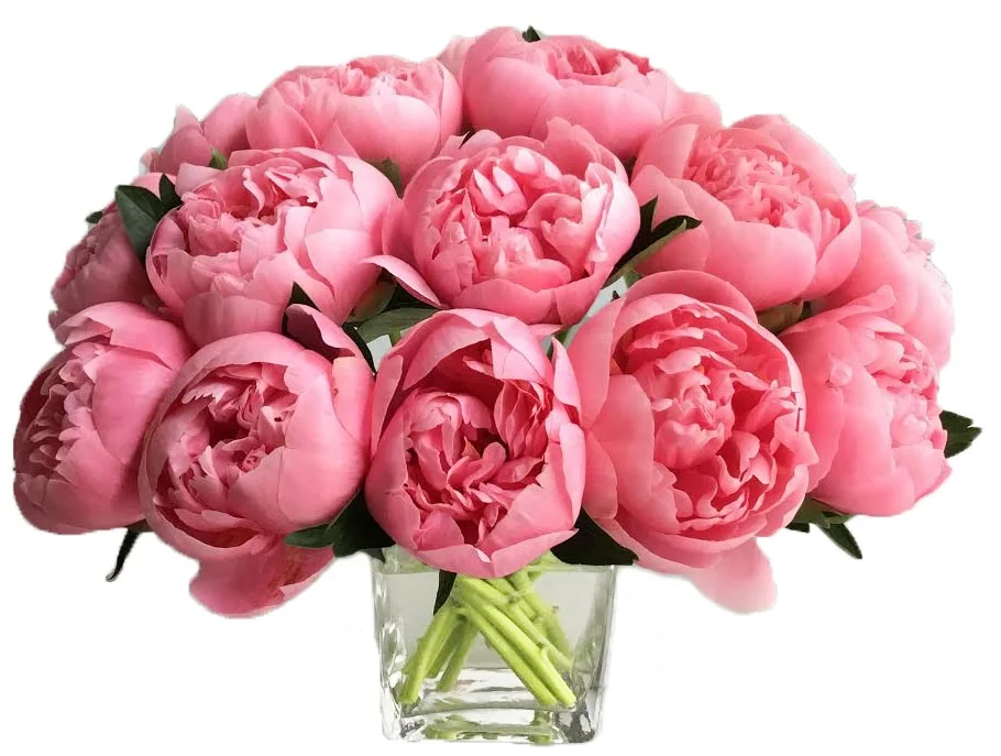 Pink Peonies