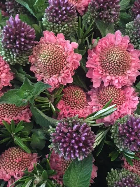 scabiosa.jpg