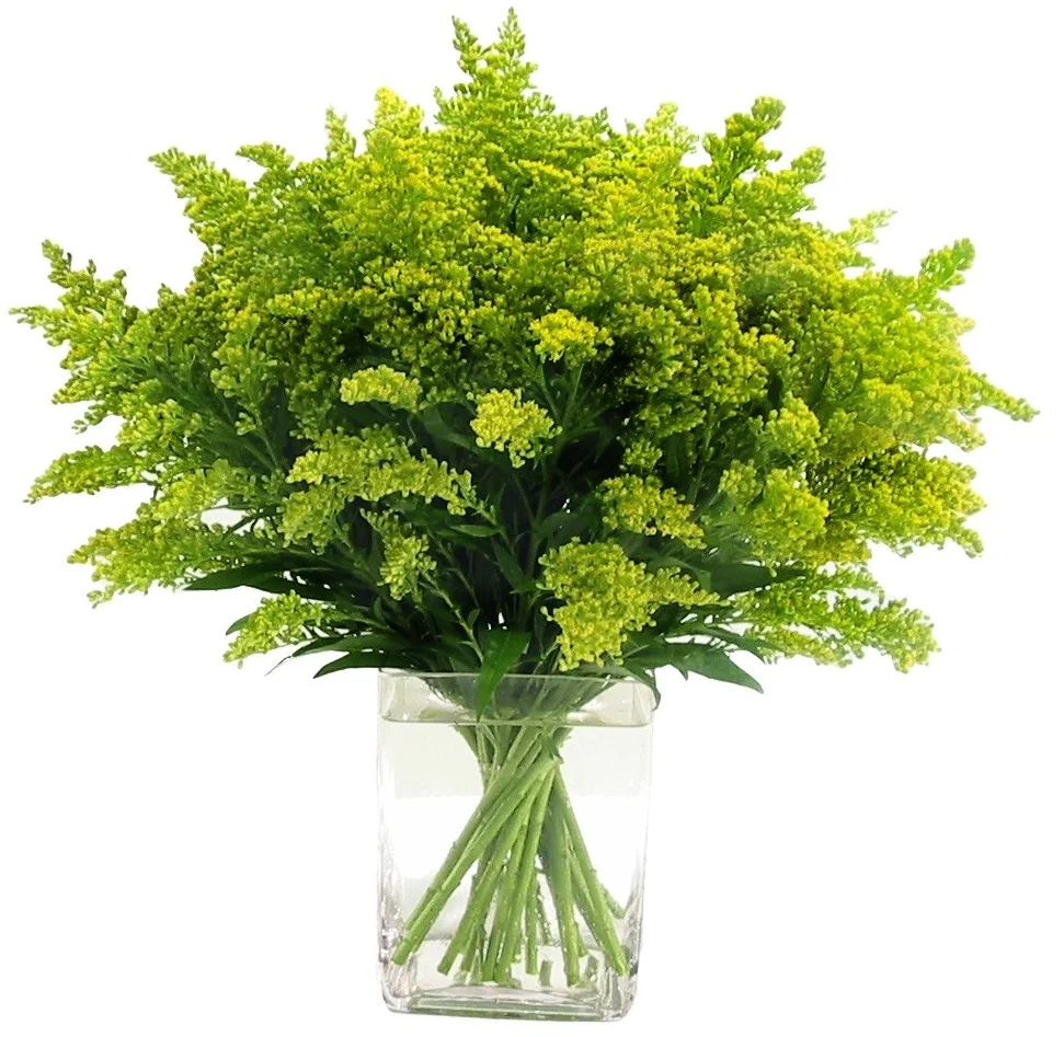 Solidago from $150