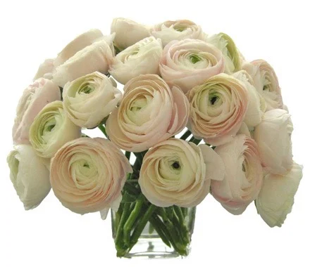 Blush Ranunculus start at $225