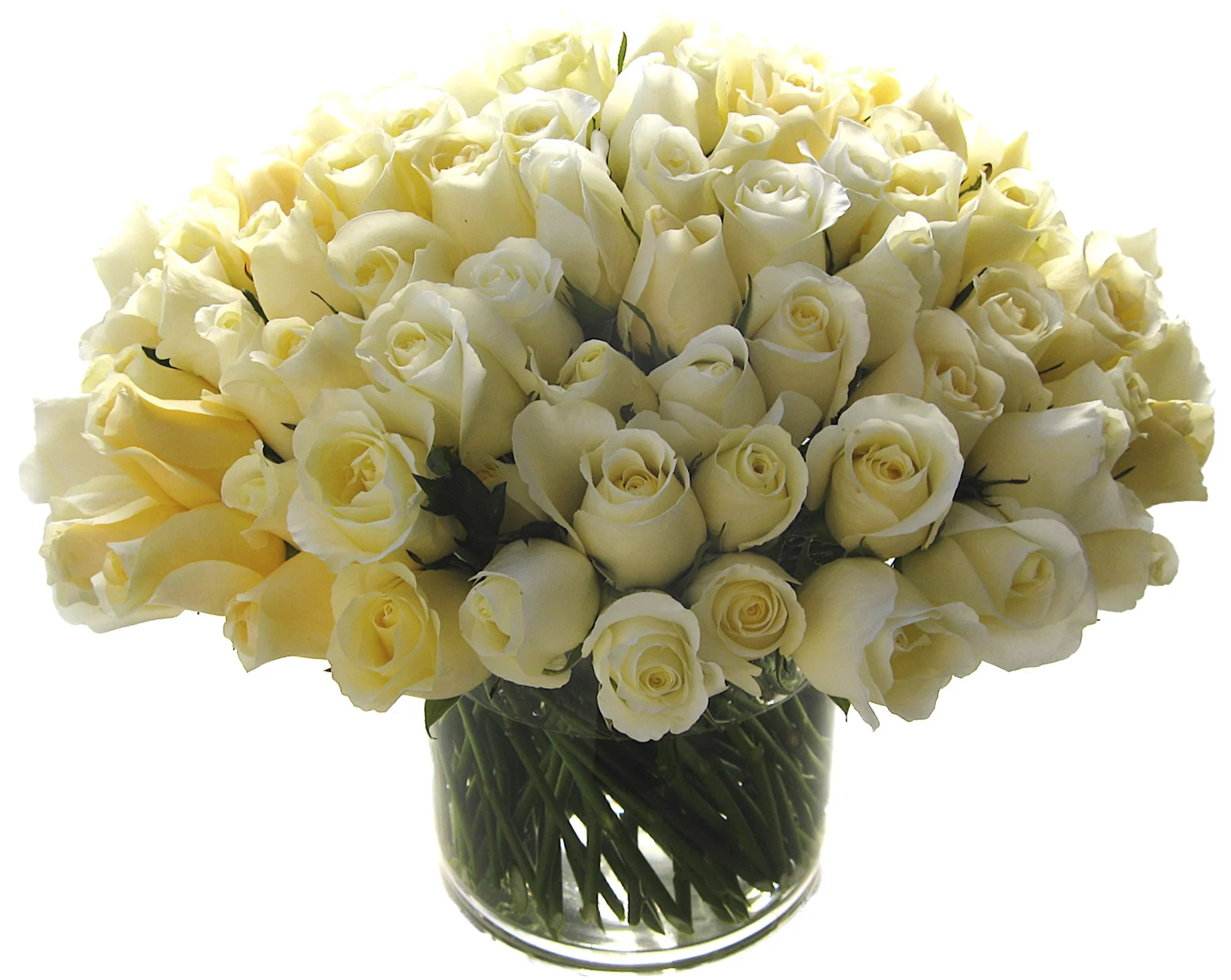 Butter Roses start at $150