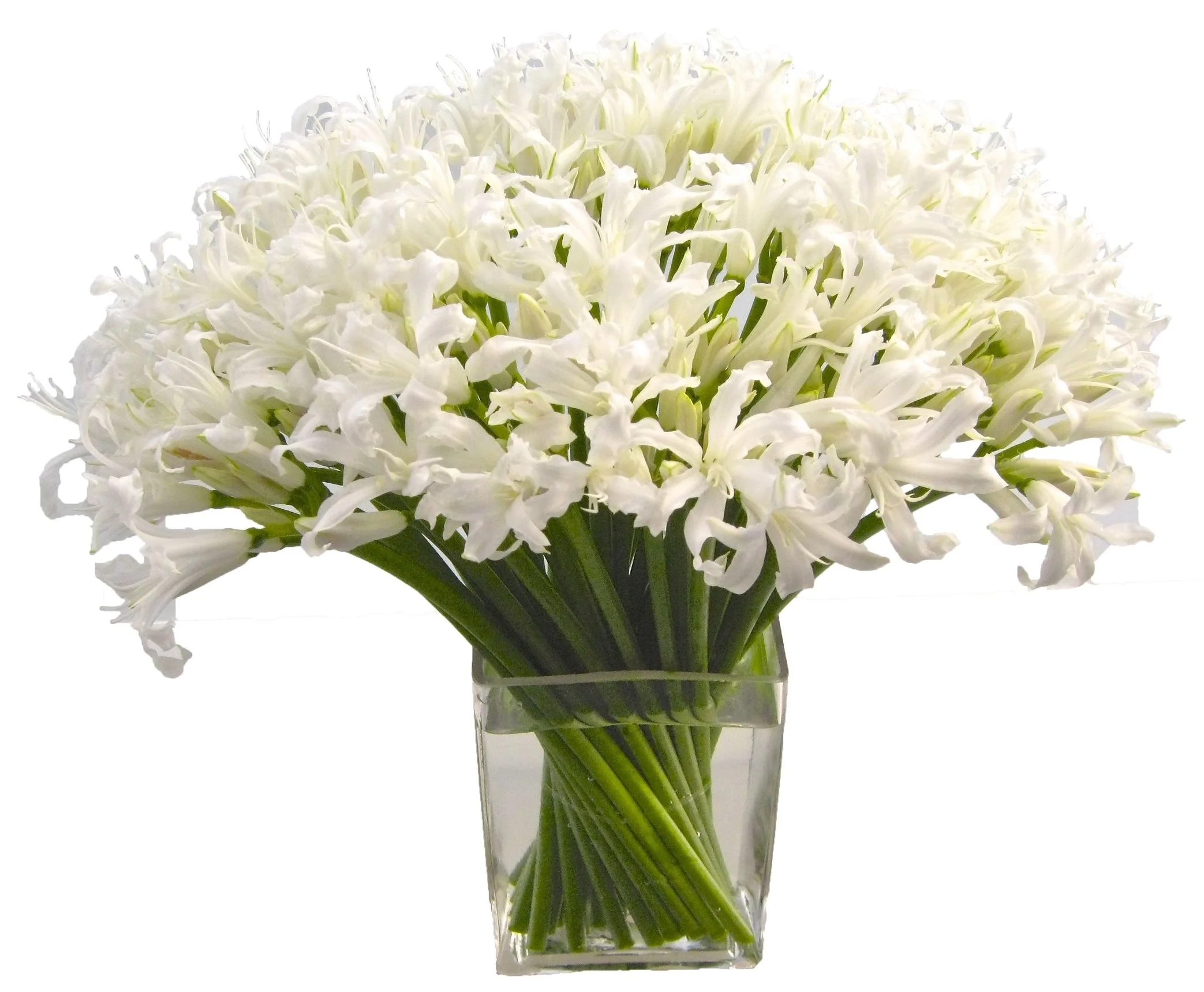 White Nerine starts at $250