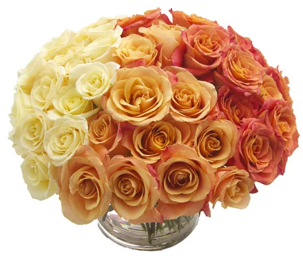 Ombre Roses start at $250