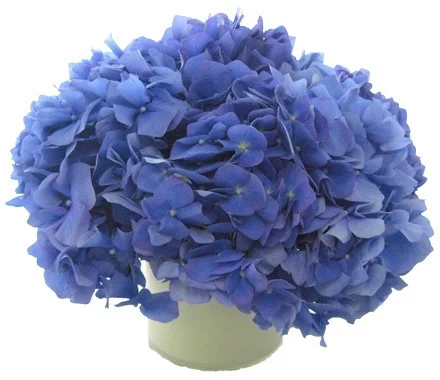Cobalt Blue Hydrangea starts at $175