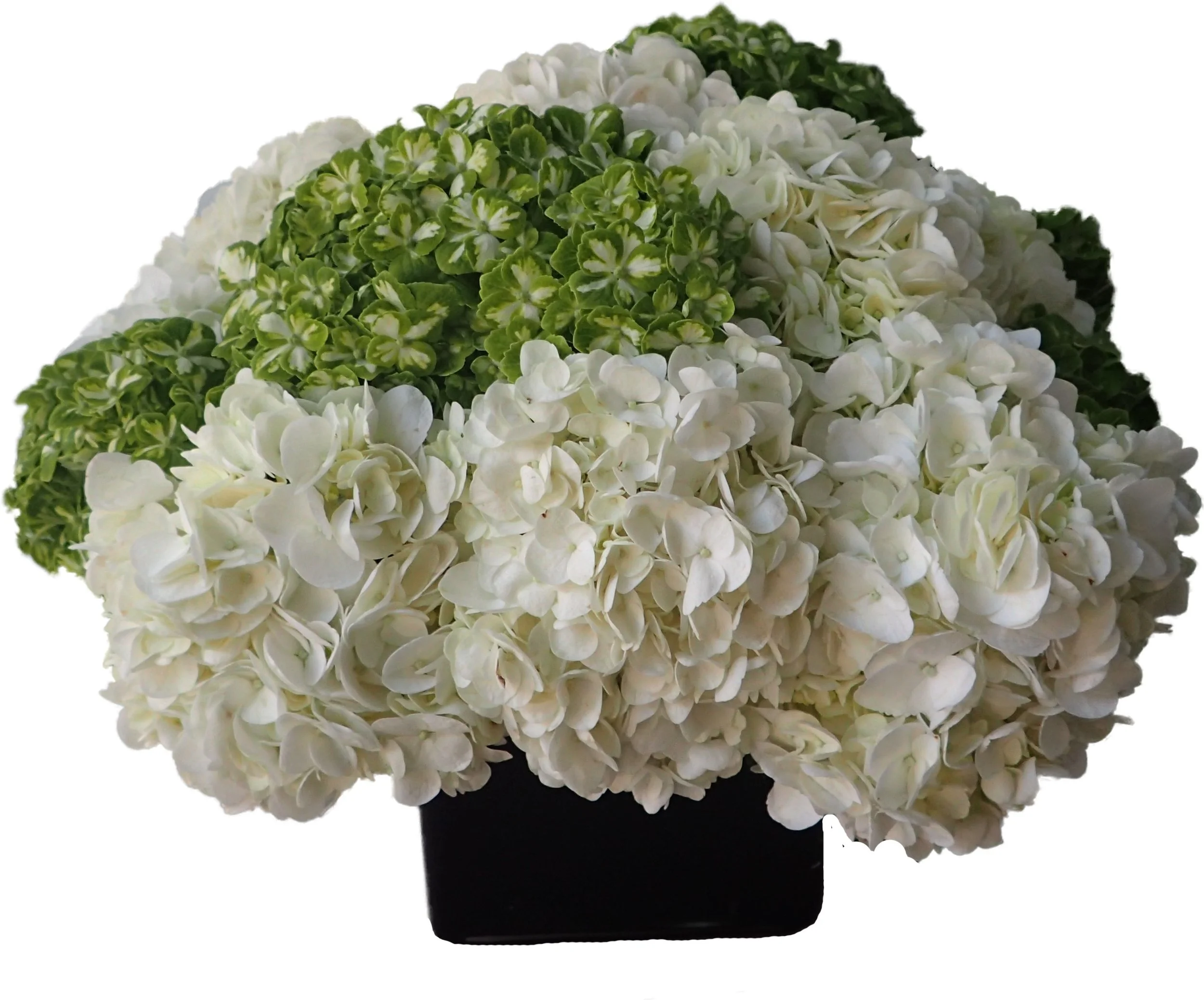 White and Green Hydrangea starts at $225