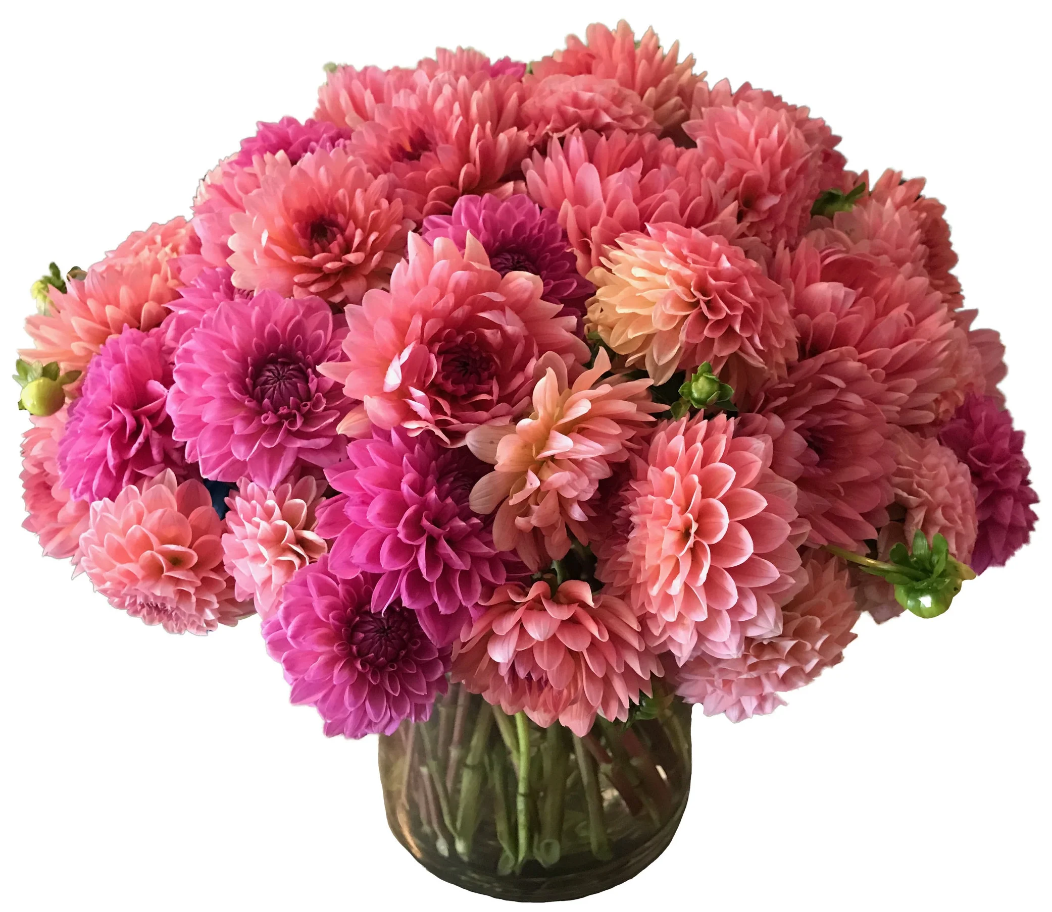 Peach Pink Dahlias start at $150