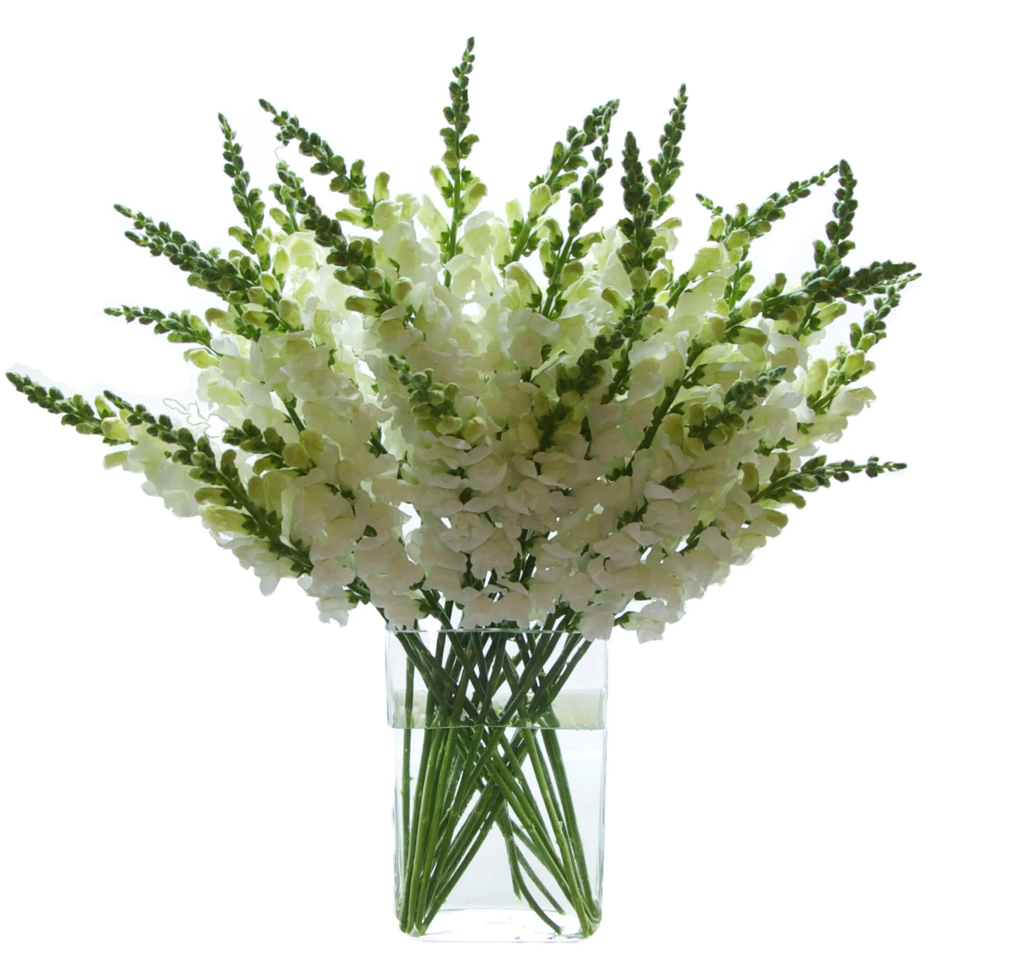 White Snapdragons start at $175