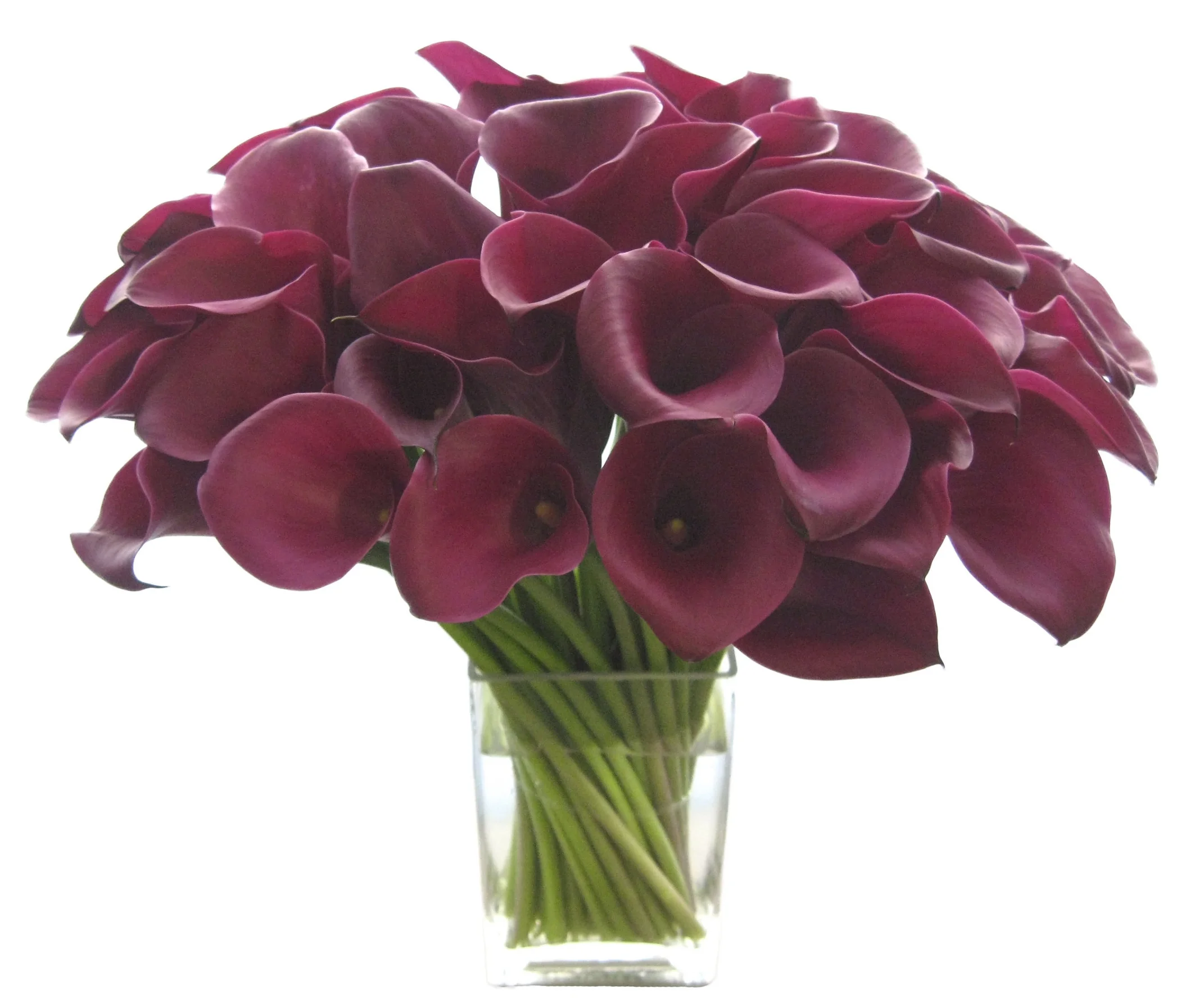 Burgundy Callas start at $275