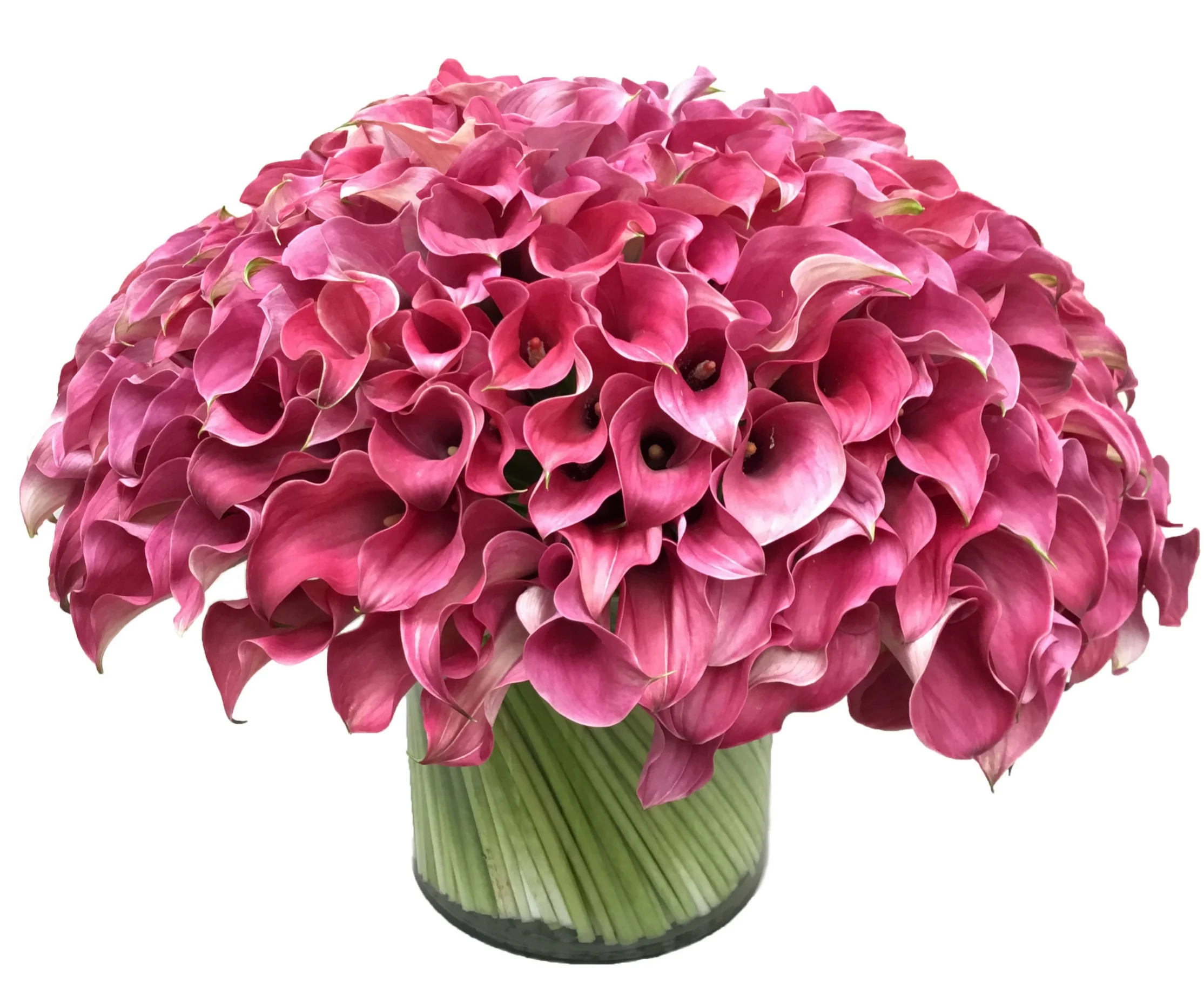 Rose Pink Calla Lilies start at $300