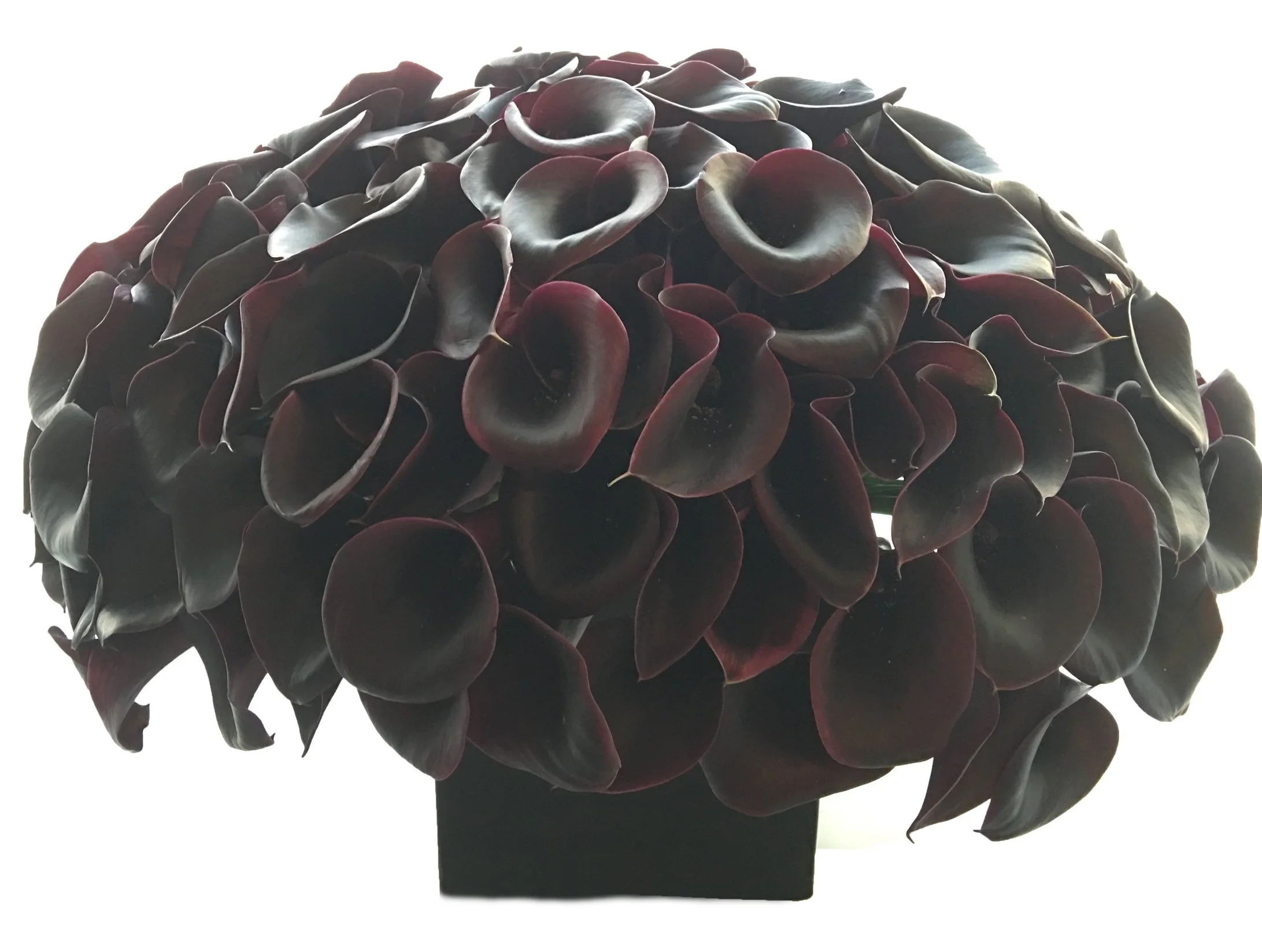 Black Calla Lilies start at $300