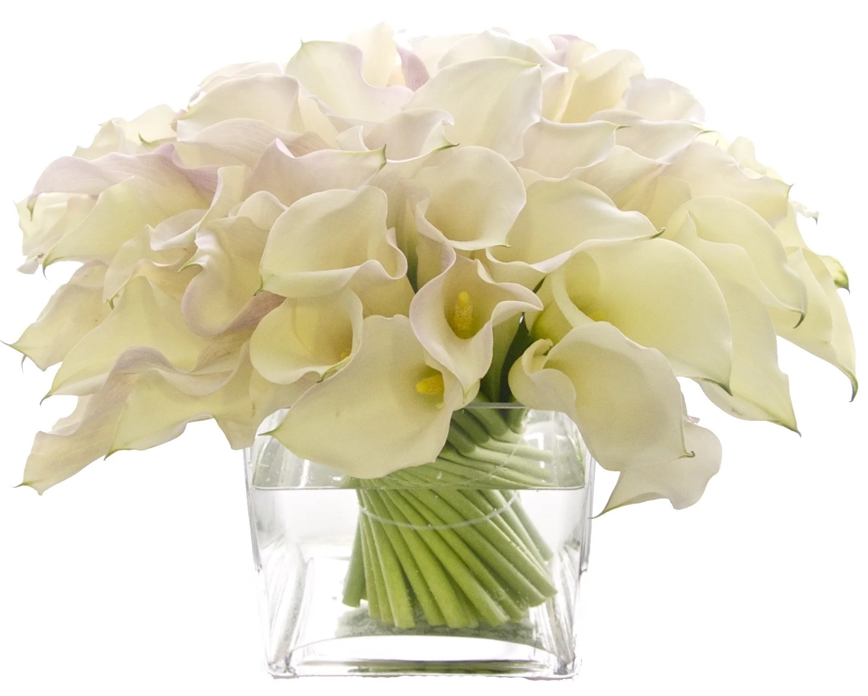 White Callas from $250
