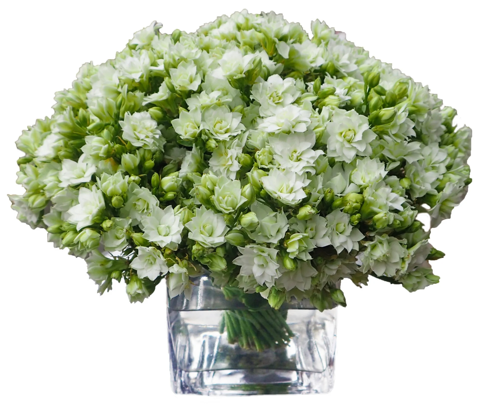 Kalanchoe from $150