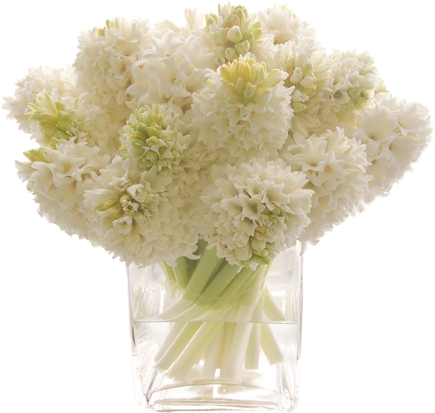 White Hyacinth