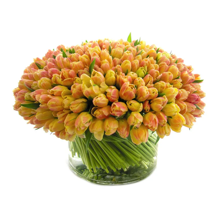 Luxe Libretto Tulips starting at $375