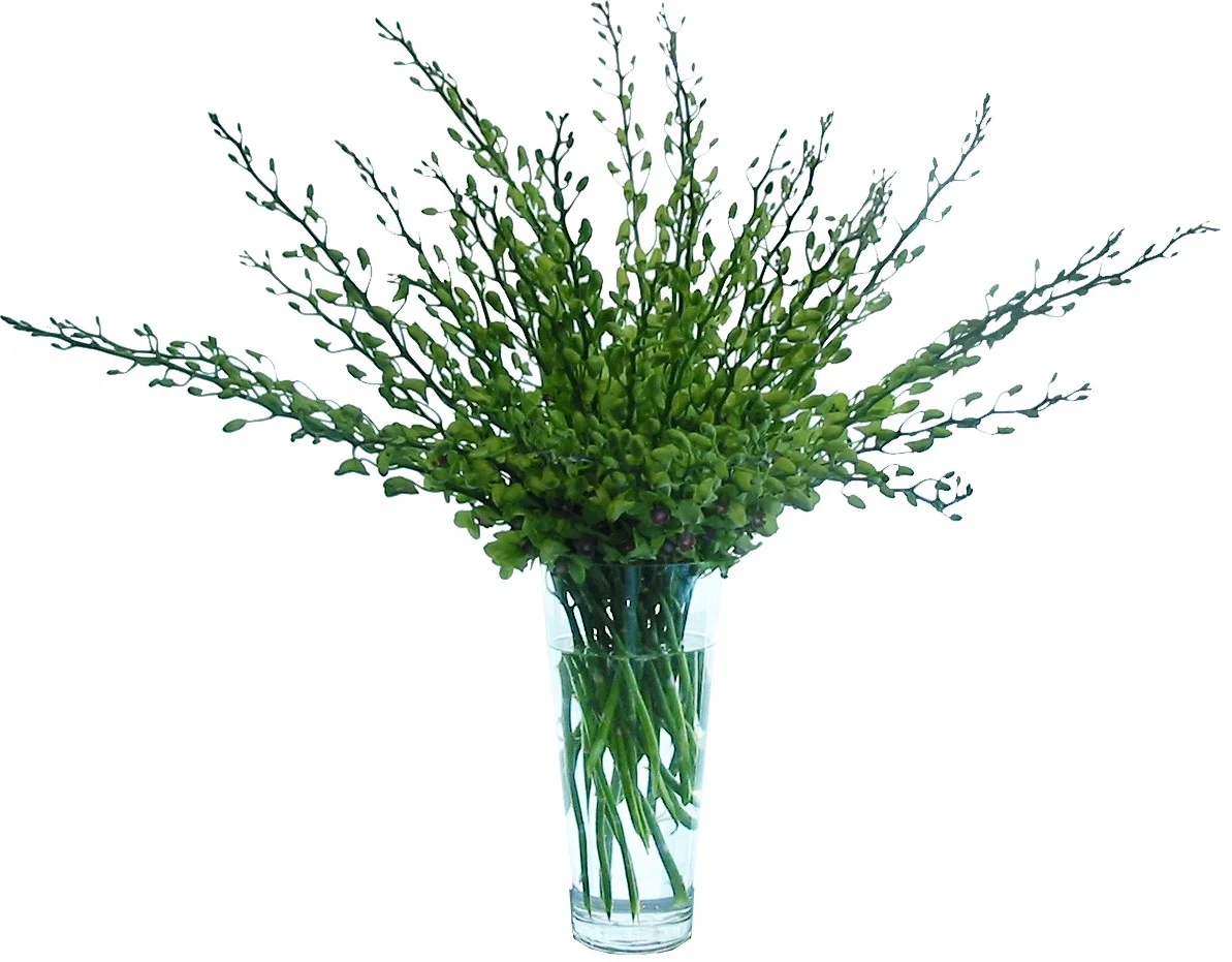 Green Dendrobium