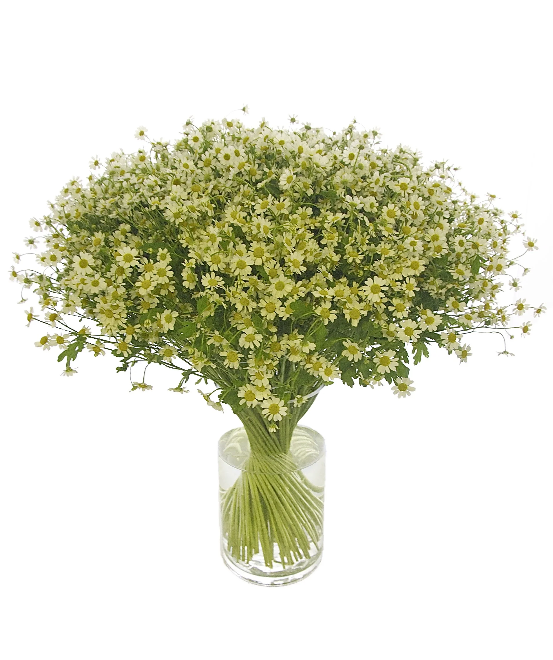 Chamomile