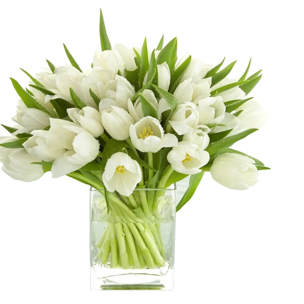White Tulips